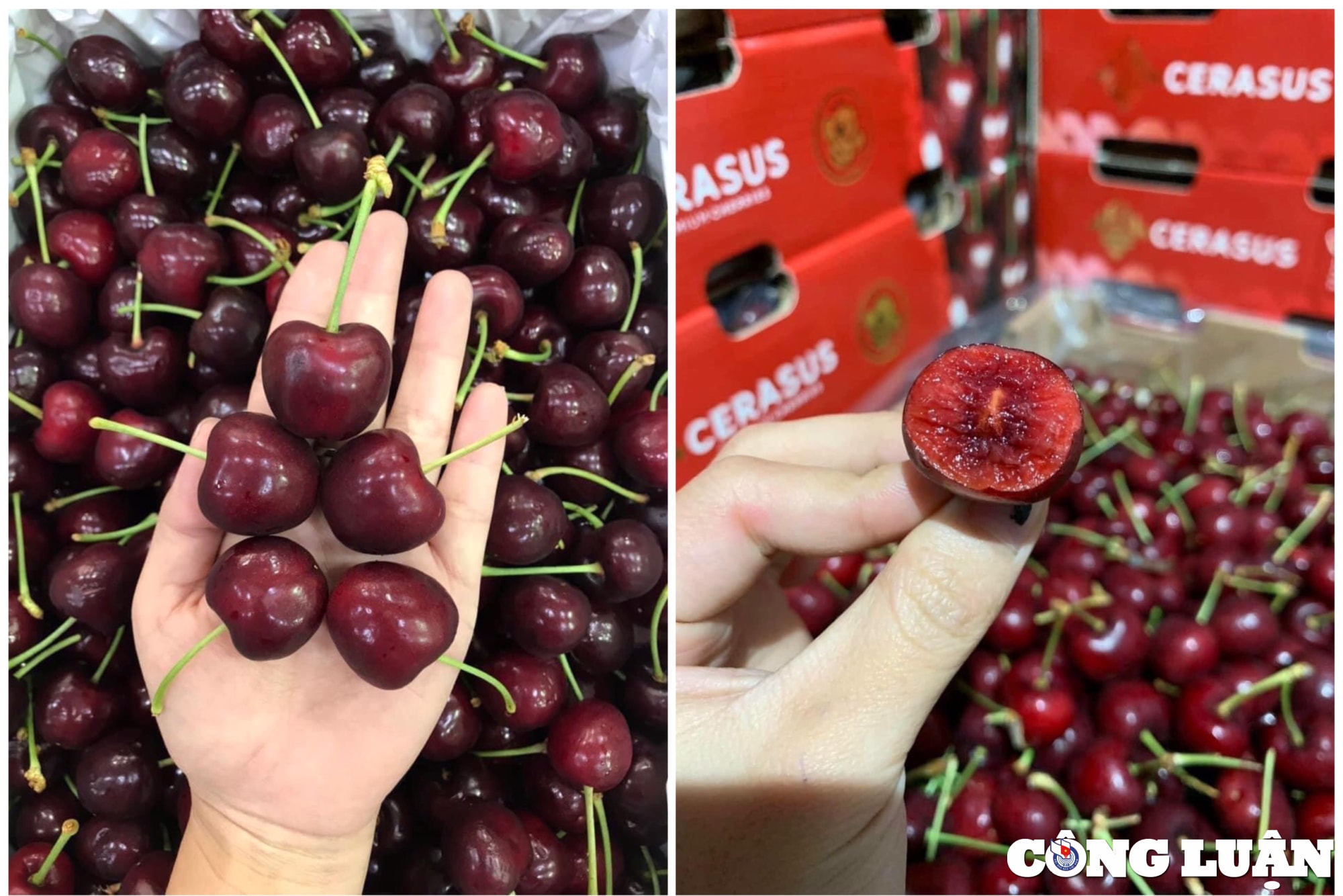 cherry ngoai gia re do xo cho viet hinh 2