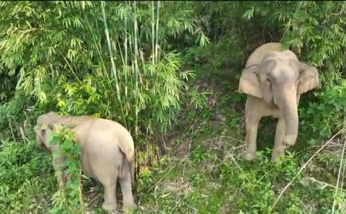 nghe an phat hien voi rung chet khong ro nguyen nhan hinh 1