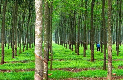 thuong vu dau gia va nhung lo hong phap ly hinh 1