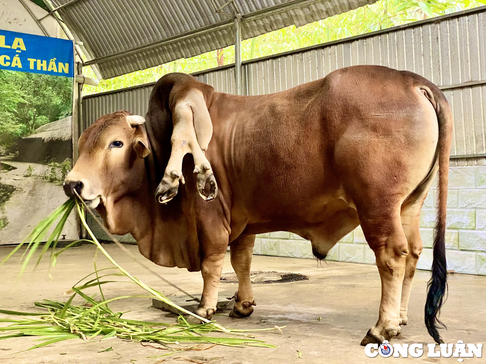 doc la con bo co 6 chan 2 duoi o thanh hoa hinh 2