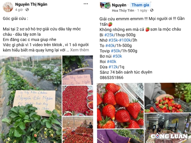 tieu thuong cho mang tung chieu giai cuu dau tay moc chau voi gia sieu re hinh 1