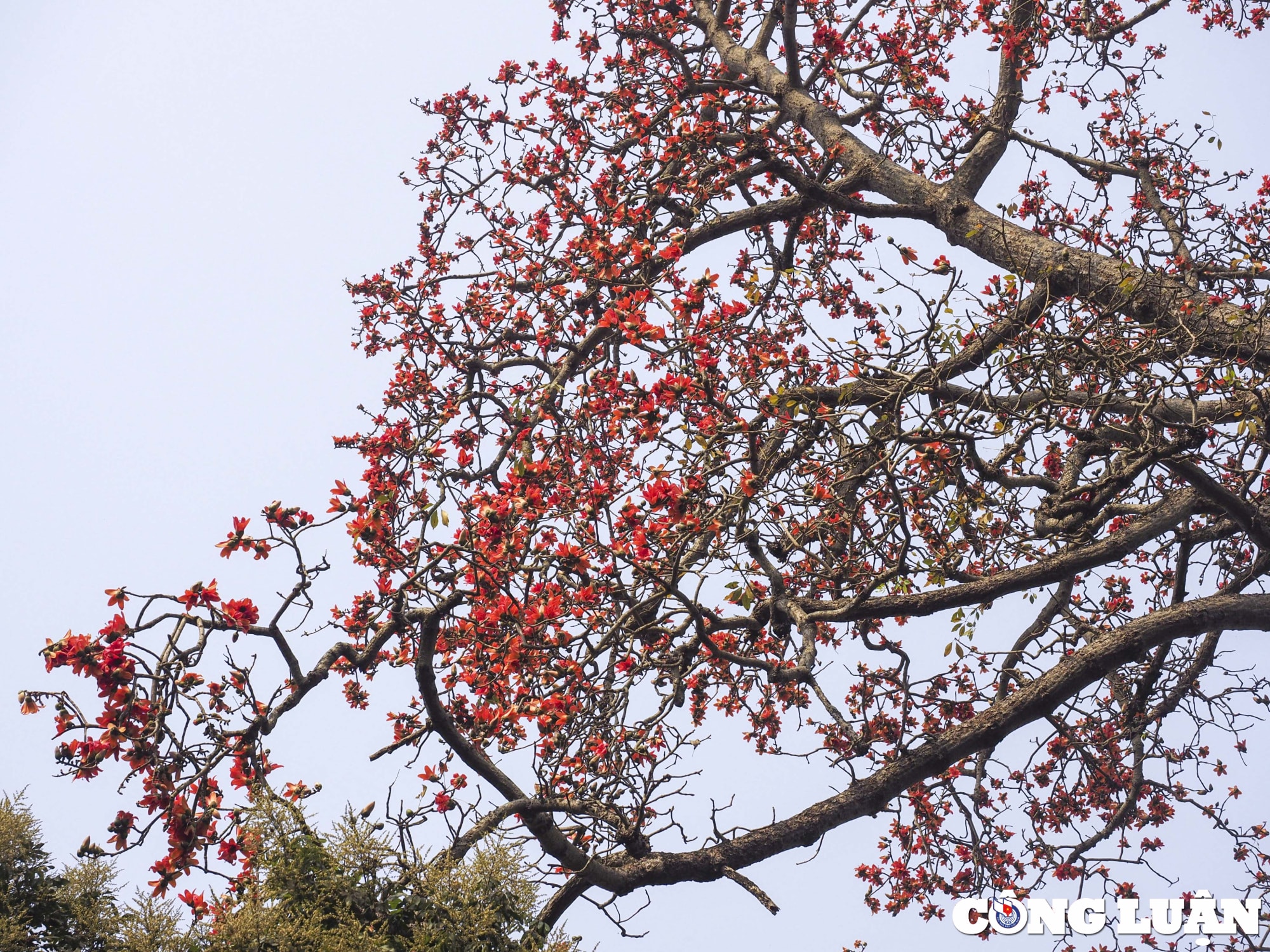 ha noi thang 3 mua hoa gao no ruc do hinh 4