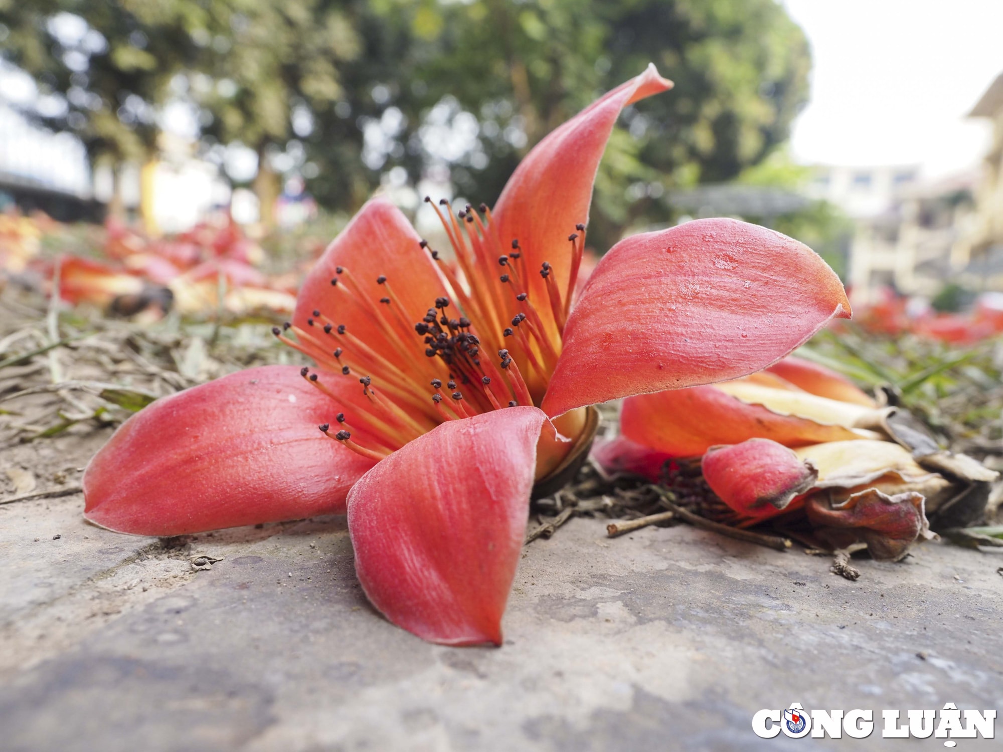 ha noi thang 3 mua hoa gao no ruc do hinh 7