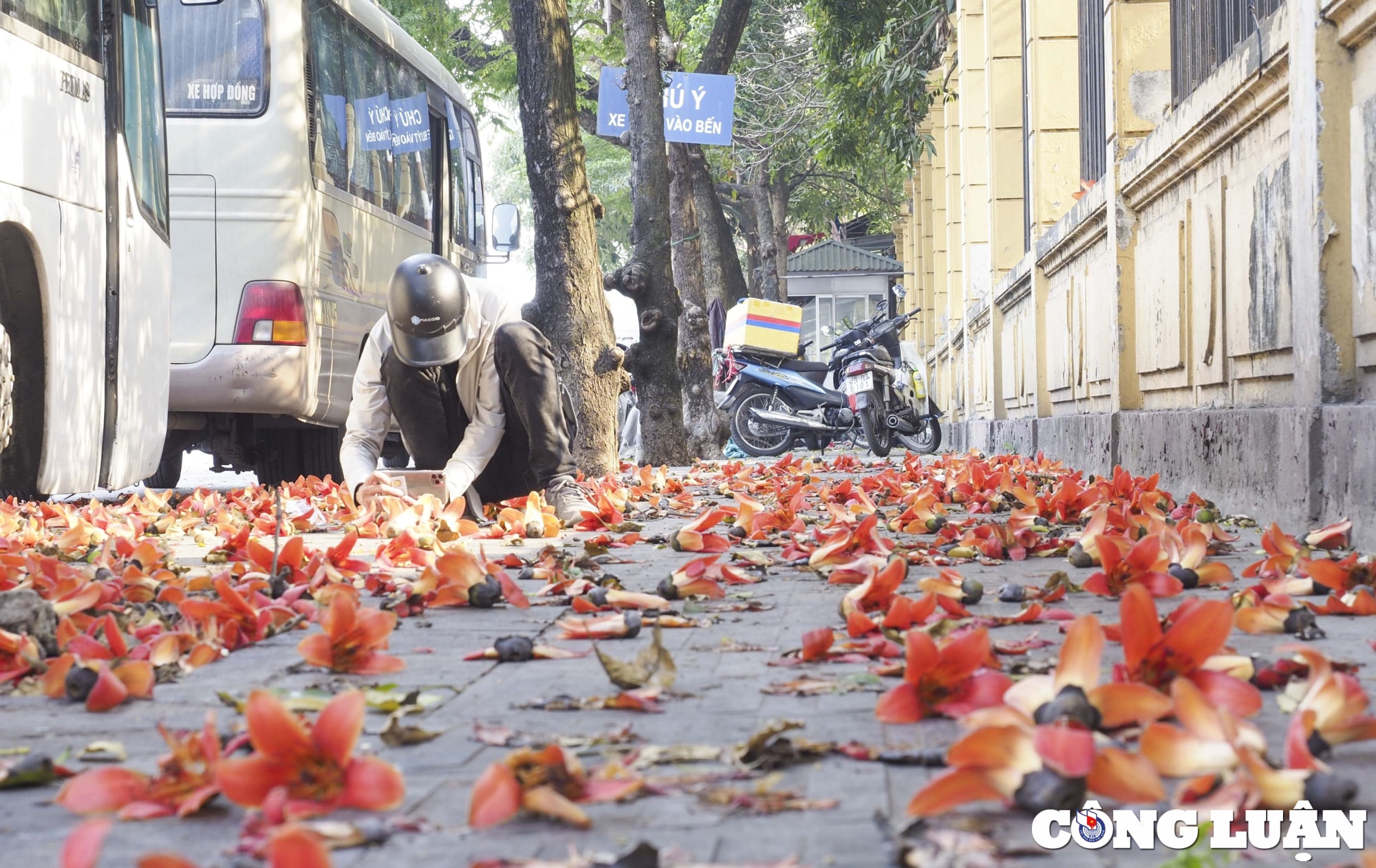 ha noi thang 3 mua hoa gao no ruc do hinh 8