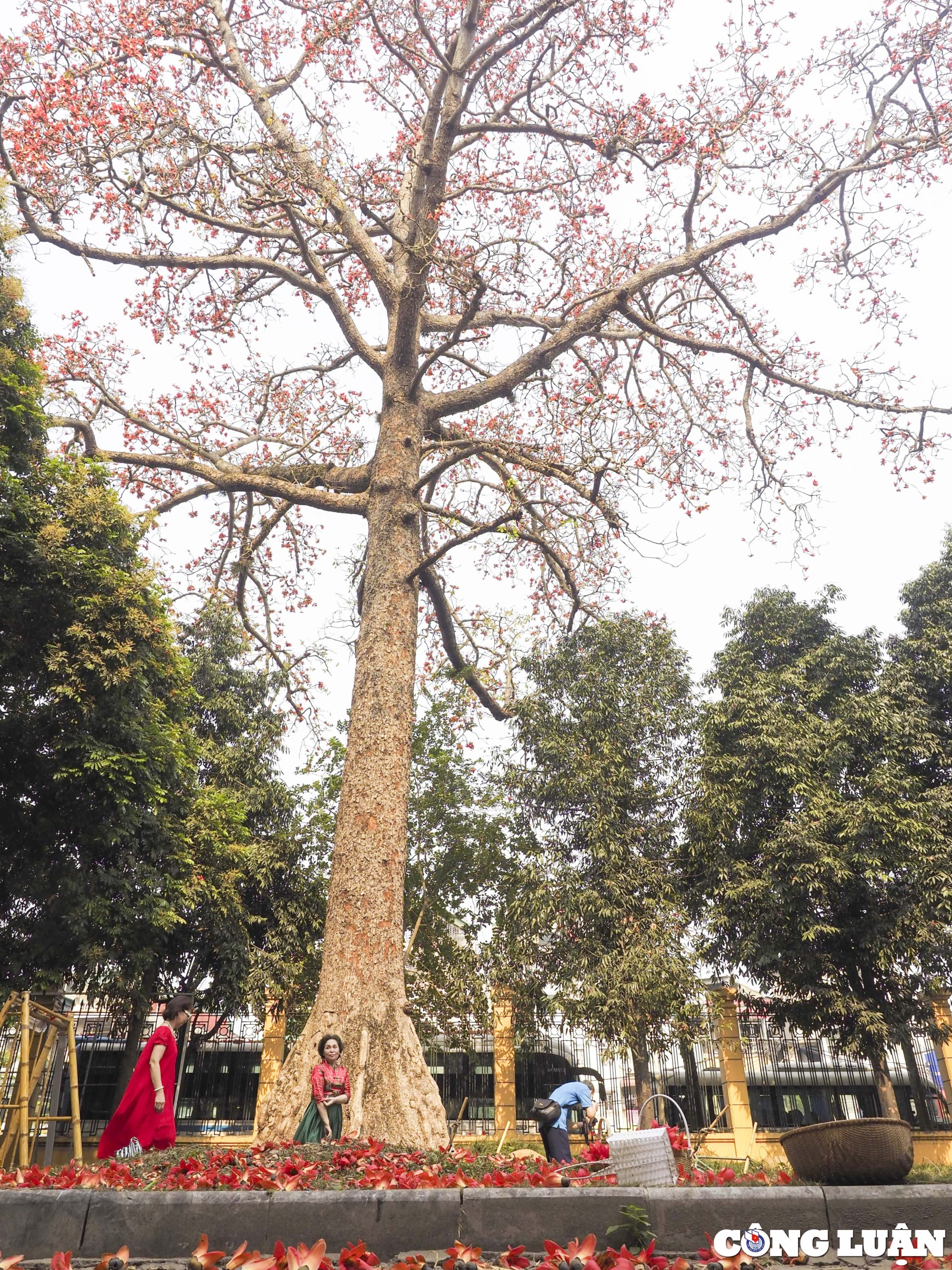 ha noi thang 3 mua hoa gao no ruc do hinh 2