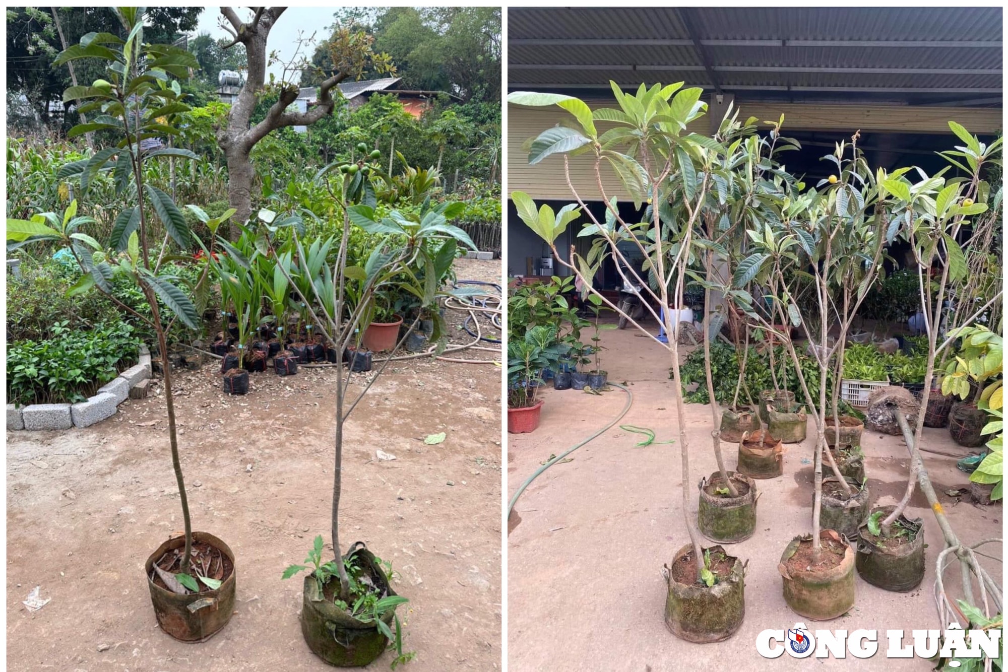 loai qua chi nha giau moi mua ve an duoc nhieu nguoi nhan giong thanh cong tai vuon nha hinh 1