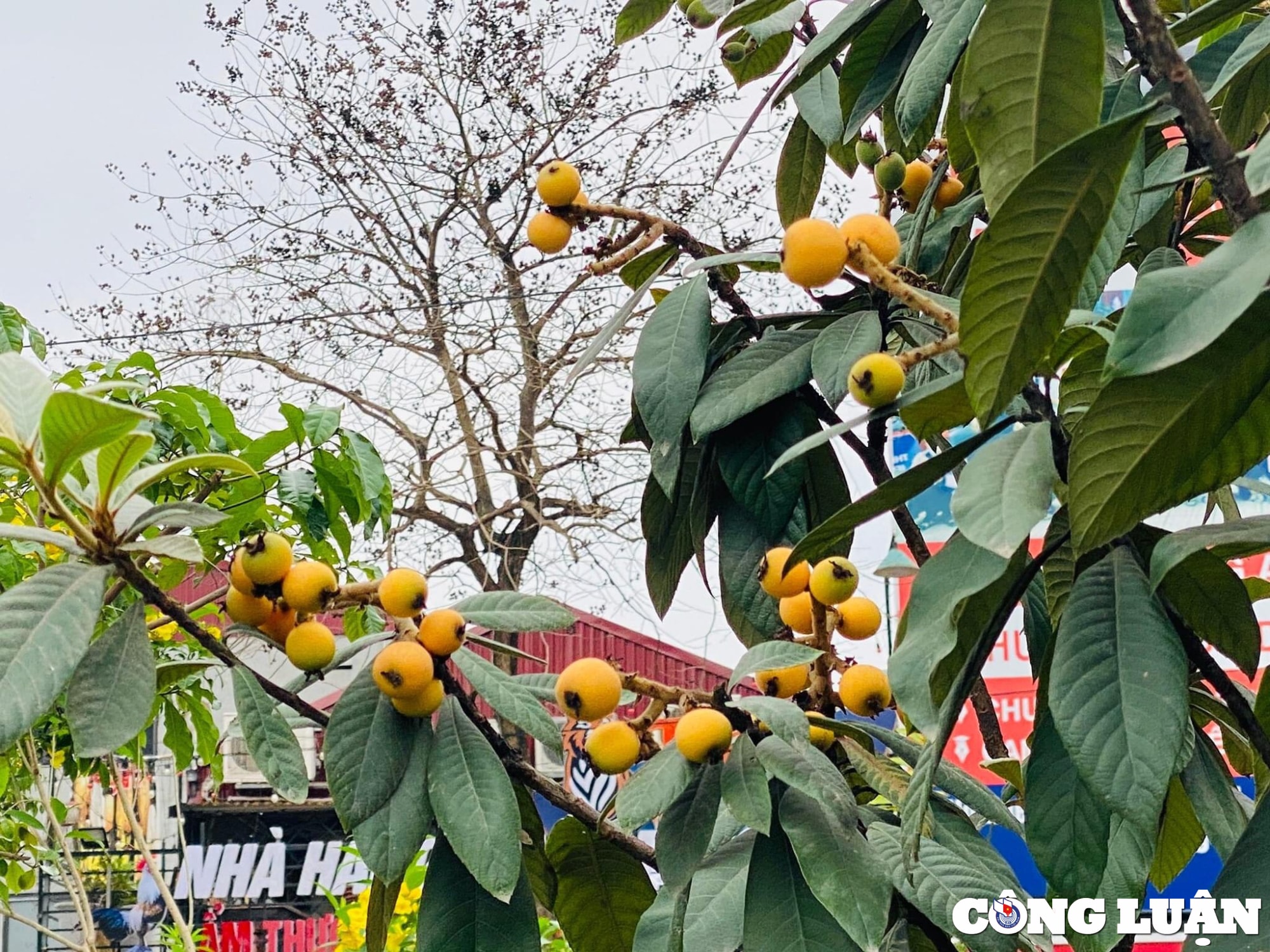 loai qua chi nha giau moi mua ve an duoc nhieu nguoi nhan giong thanh cong tai vuon nha hinh 2