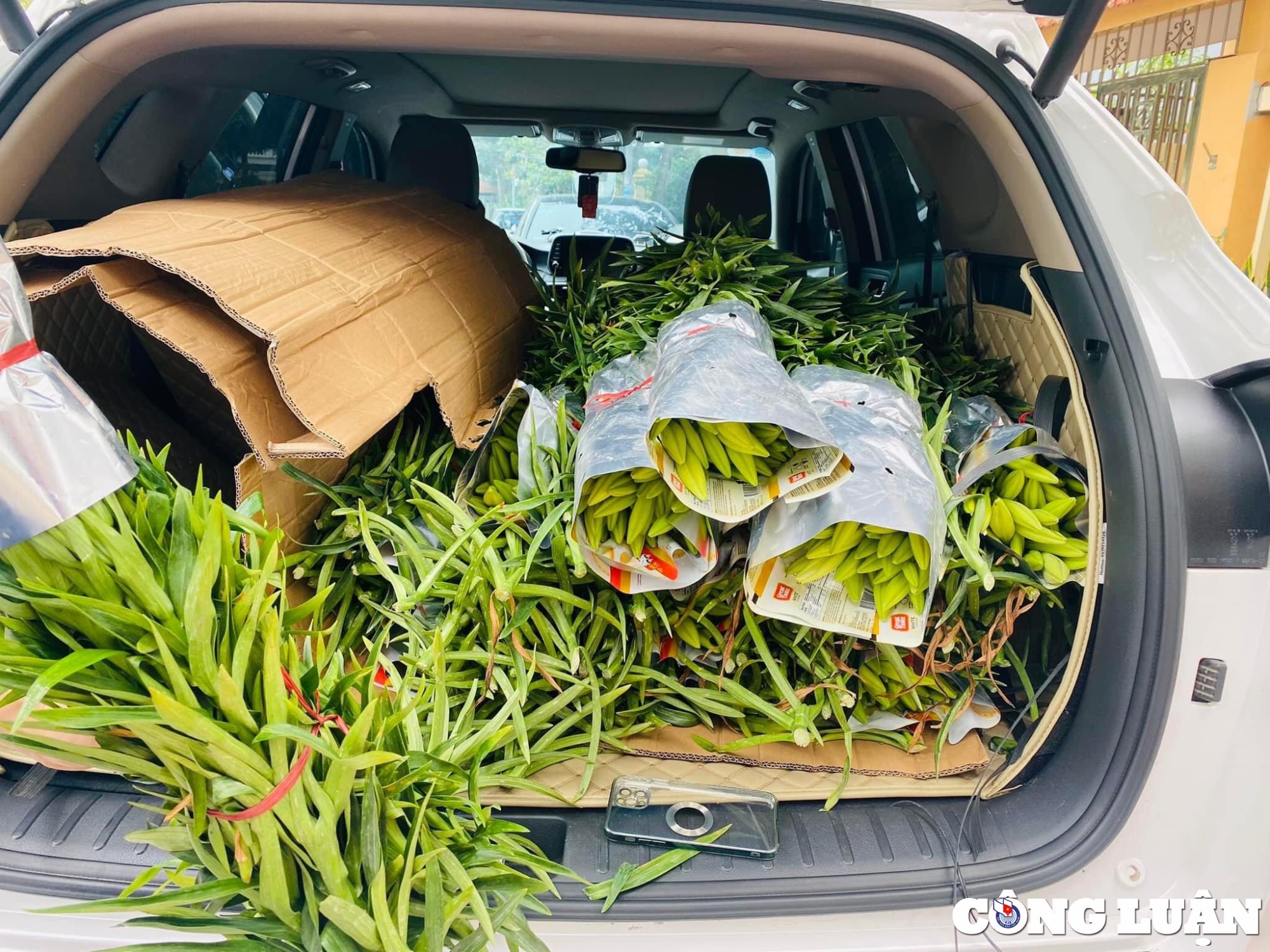 hoa loa ken dau mua gia re bat ngo nhung vang bong nguoi mua hinh 3