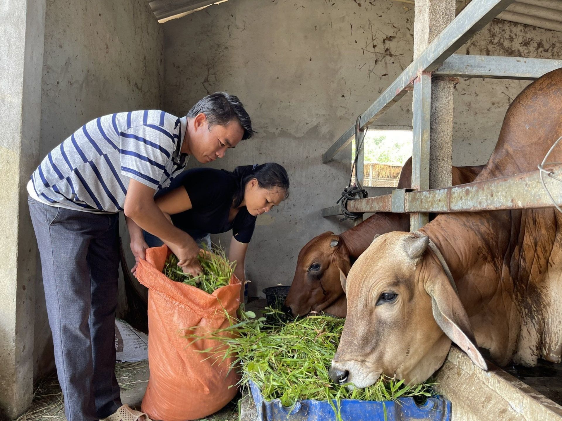 nghe an phan dau 50 so xa thon ra khoi dia ban dac biet kho khan hinh 1