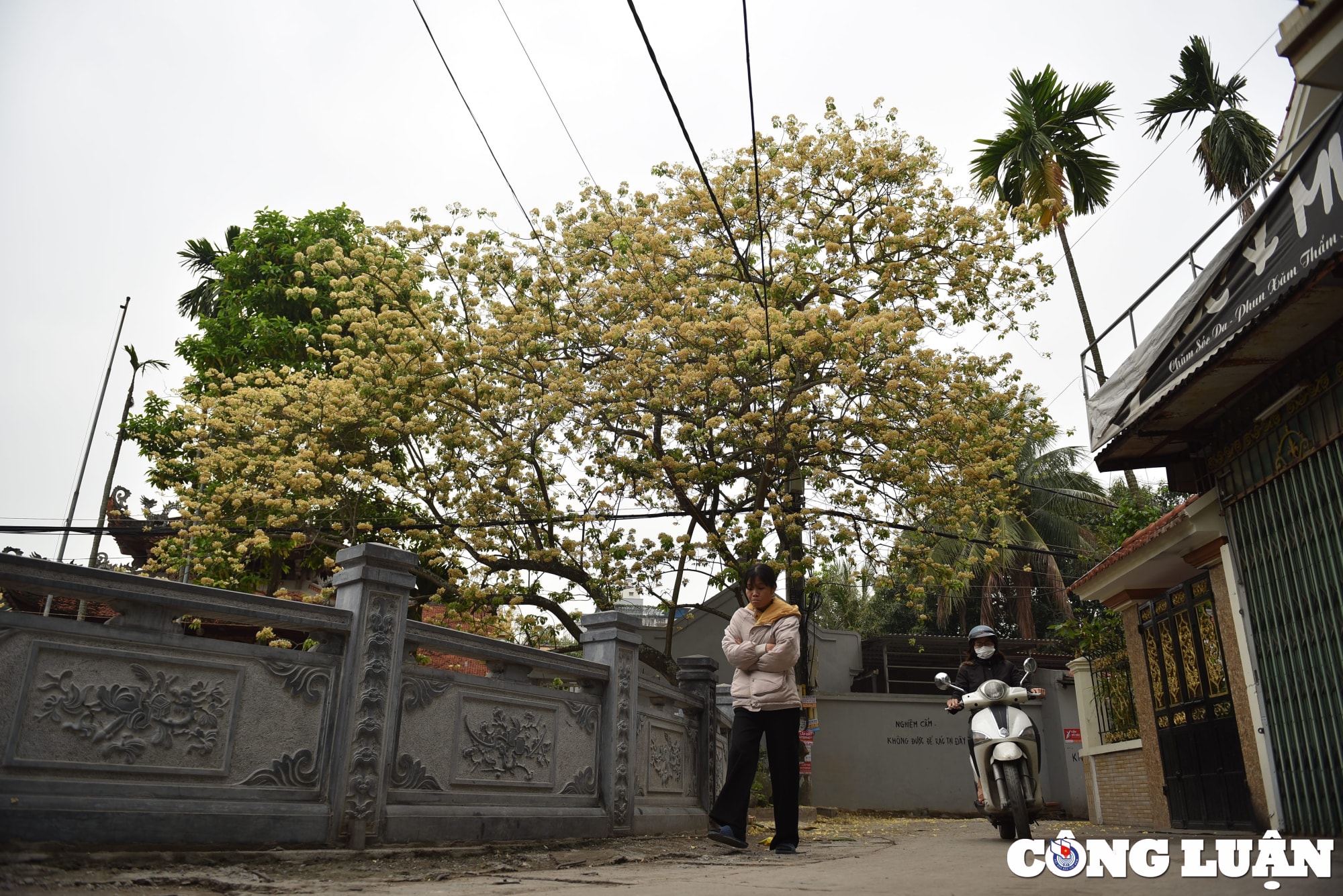 doc dao cay hoa bun co thu o ha noi khoe sac vang ruc ro dau thang 4 hinh 7