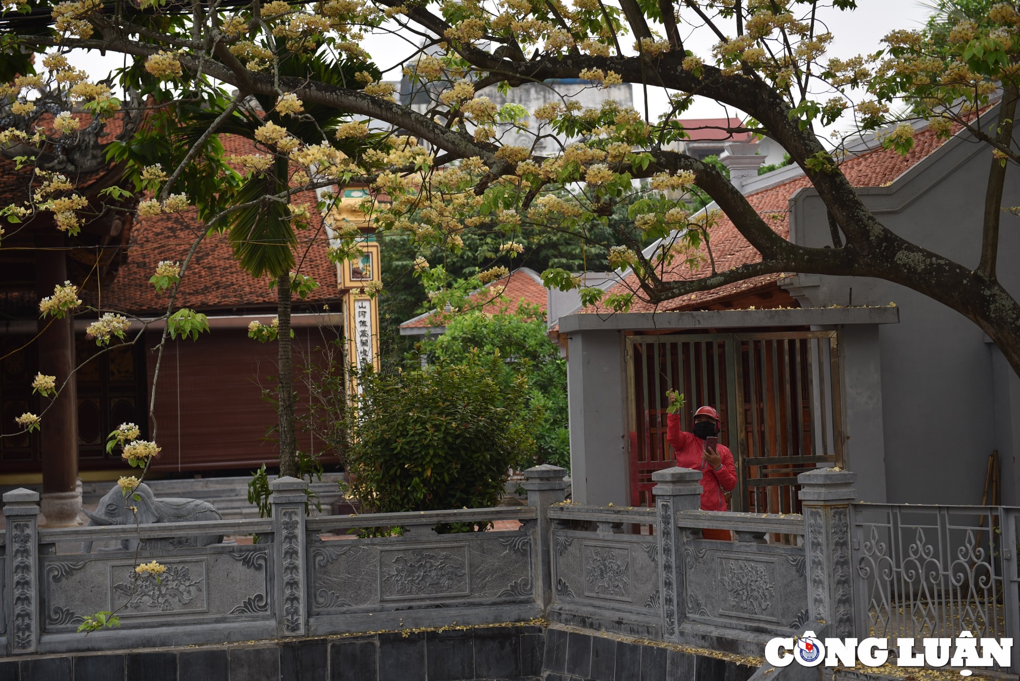 doc dao cay hoa bun co thu o ha noi khoe sac vang ruc ro dau thang 4 hinh 4