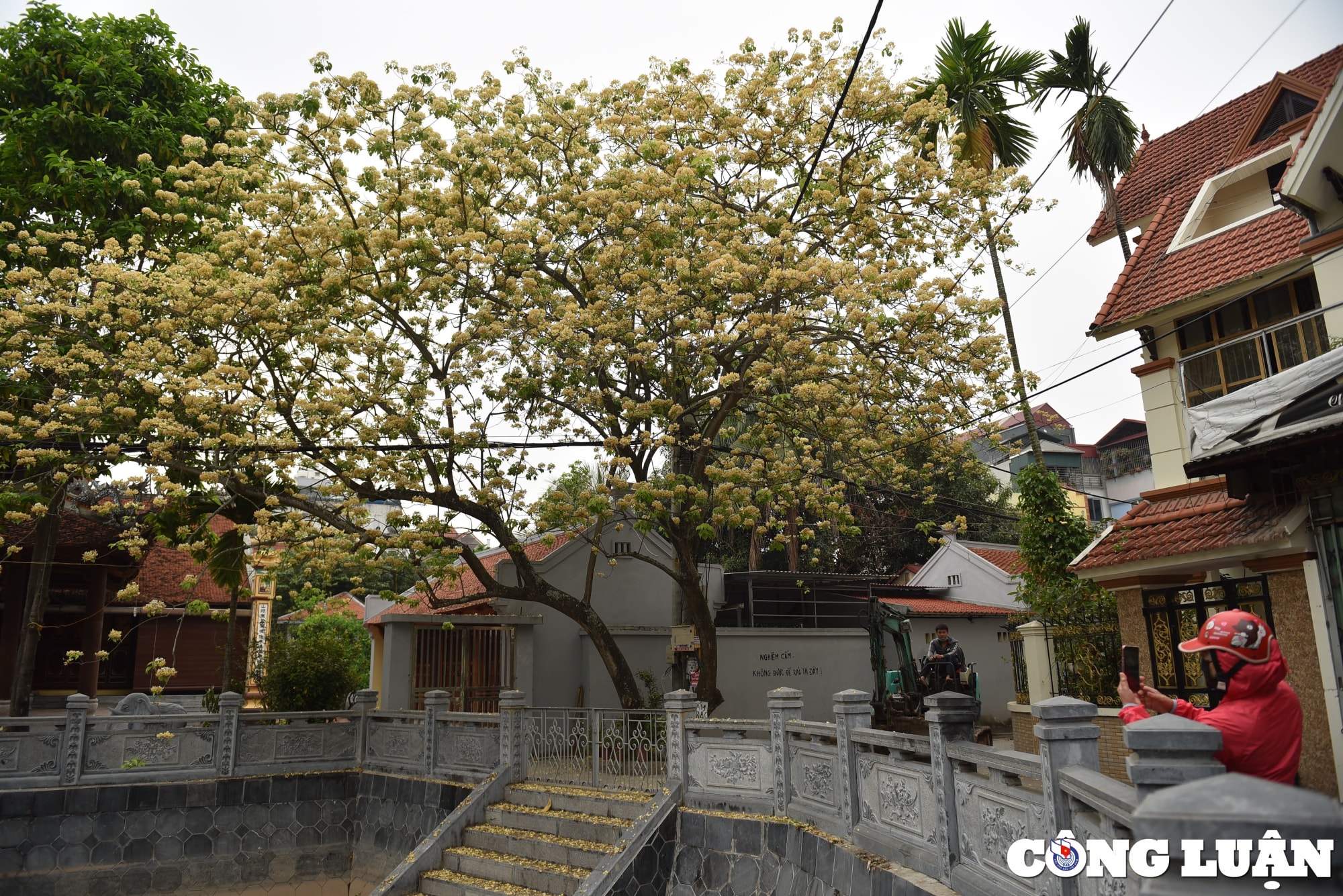 doc dao cay hoa bun co thu o ha noi khoe sac vang ruc ro dau thang 4 hinh 2