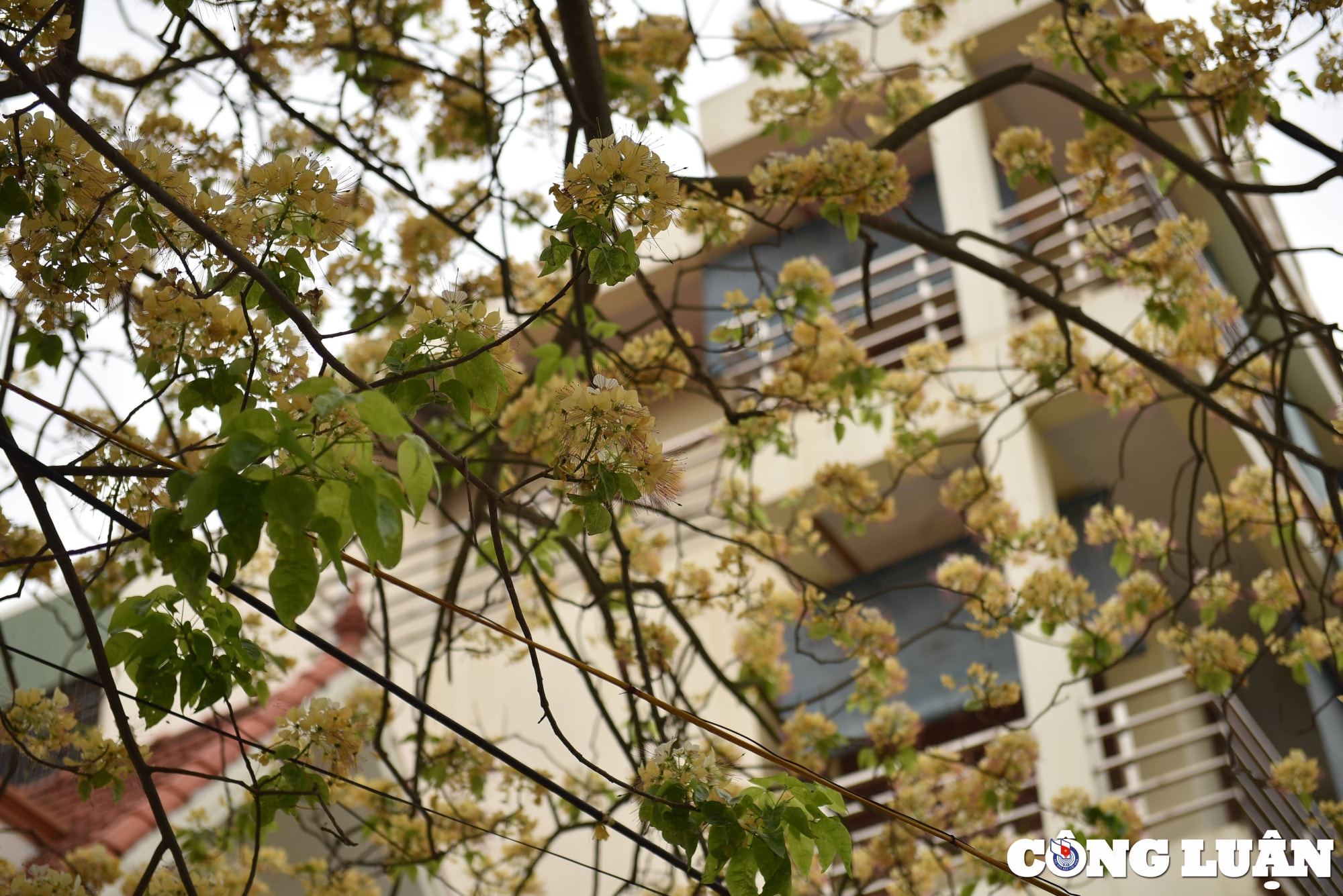 doc dao cay hoa bun co thu o ha noi khoe sac vang ruc ro dau thang 4 hinh 3