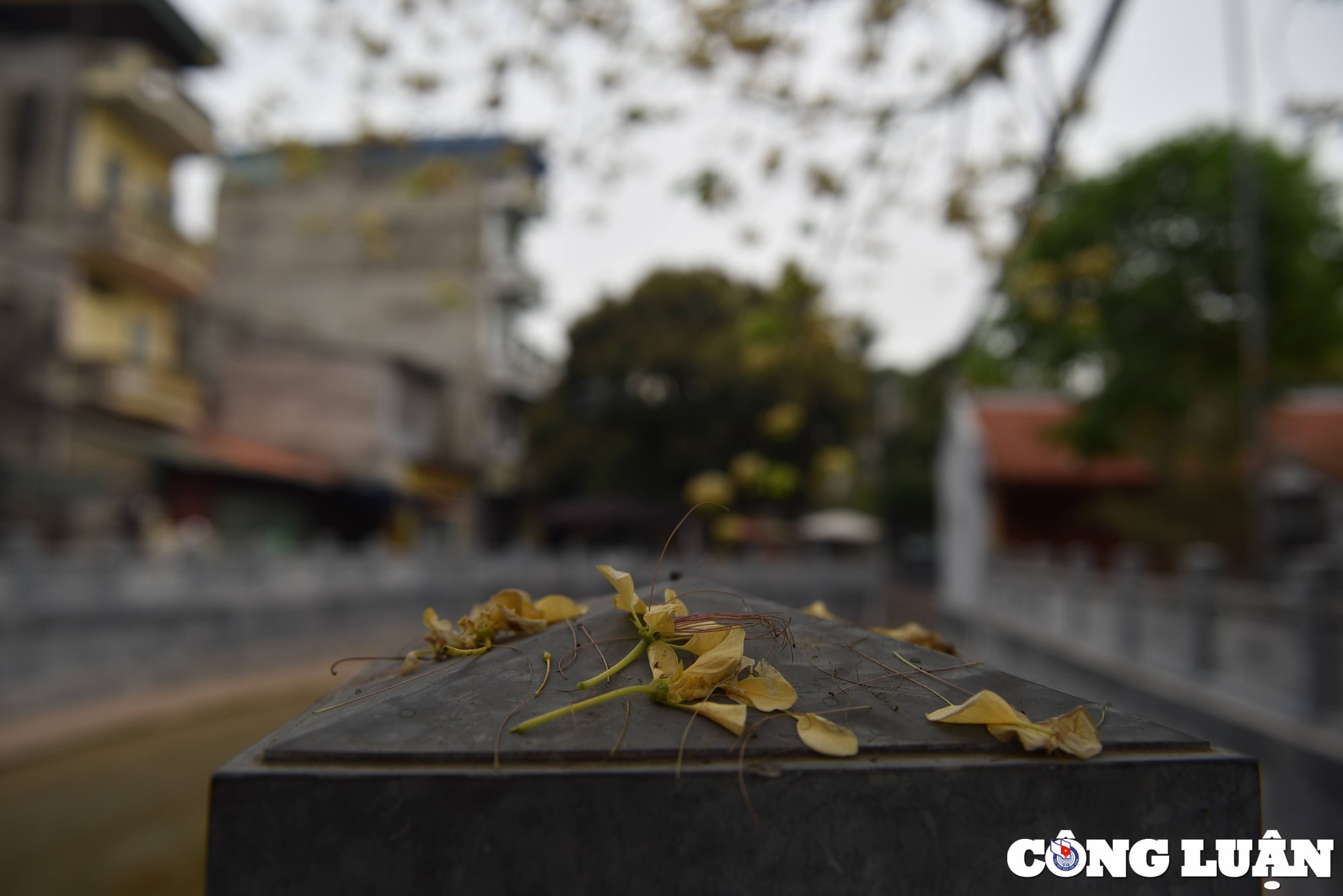 doc dao cay hoa bun co thu o ha noi khoe sac vang ruc ro dau thang 4 hinh 9