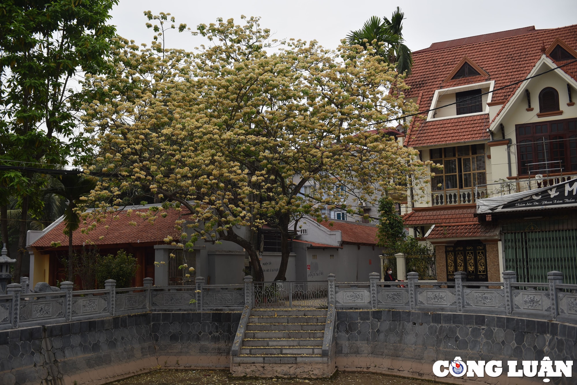 doc dao cay hoa bun co thu o ha noi khoe sac vang ruc ro dau thang 4 hinh 1