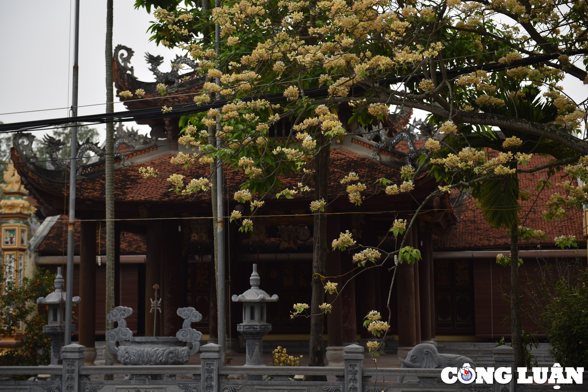 doc dao cay hoa bun co thu o ha noi khoe sac vang ruc ro dau thang 4 hinh 14