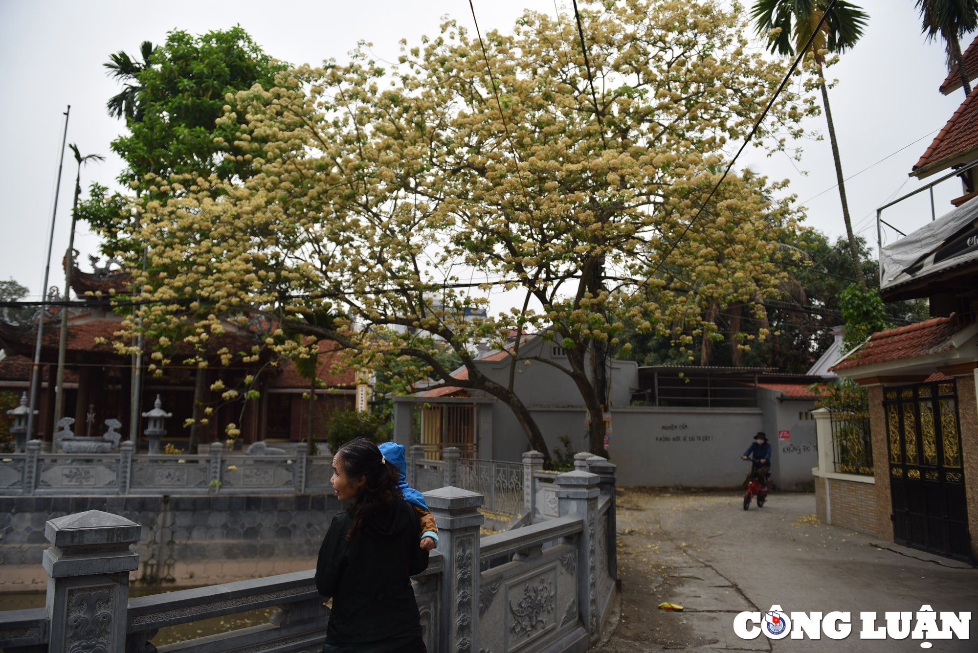 doc dao cay hoa bun co thu o ha noi khoe sac vang ruc ro dau thang 4 hinh 13