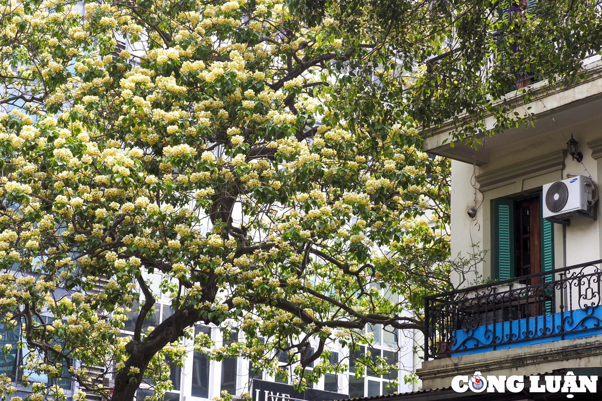 ha noi cay hoa bun 300 tuoi bung no vang ruc nhung ngay dau thang 4 hinh 2