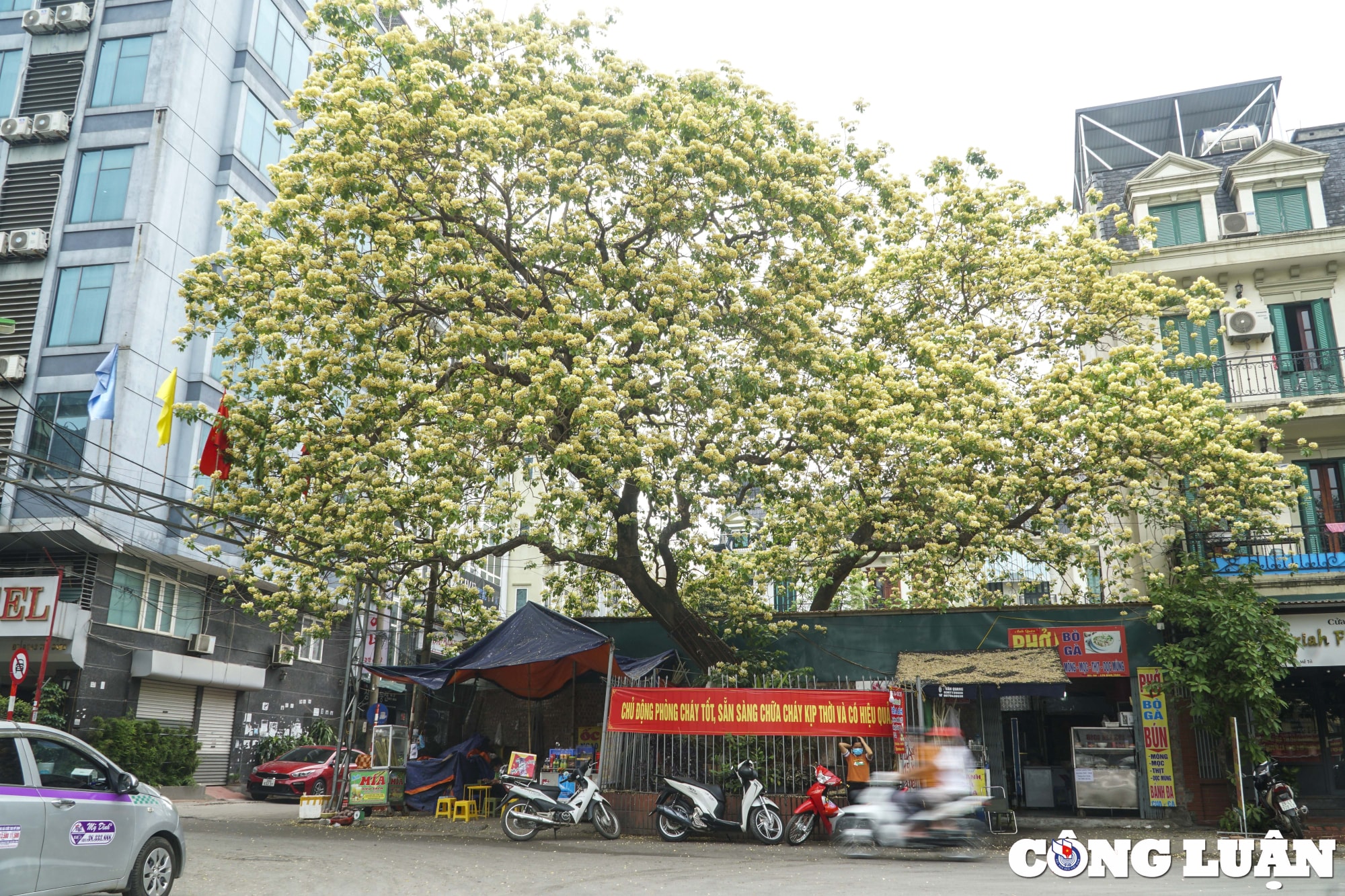 ha noi cay hoa bun 300 tuoi bung no vang ruc nhung ngay dau thang 4 hinh 9