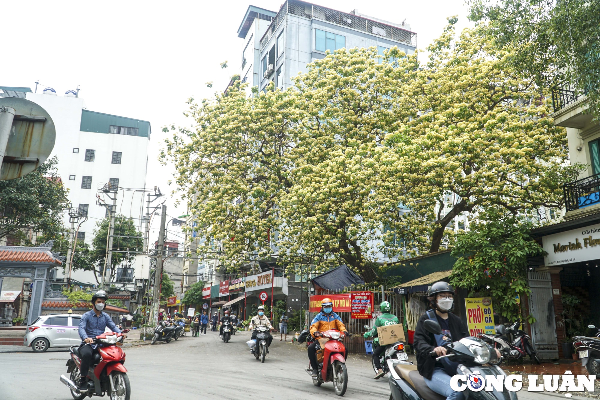 ha noi cay hoa bun 300 tuoi bung no vang ruc nhung ngay dau thang 4 hinh 1