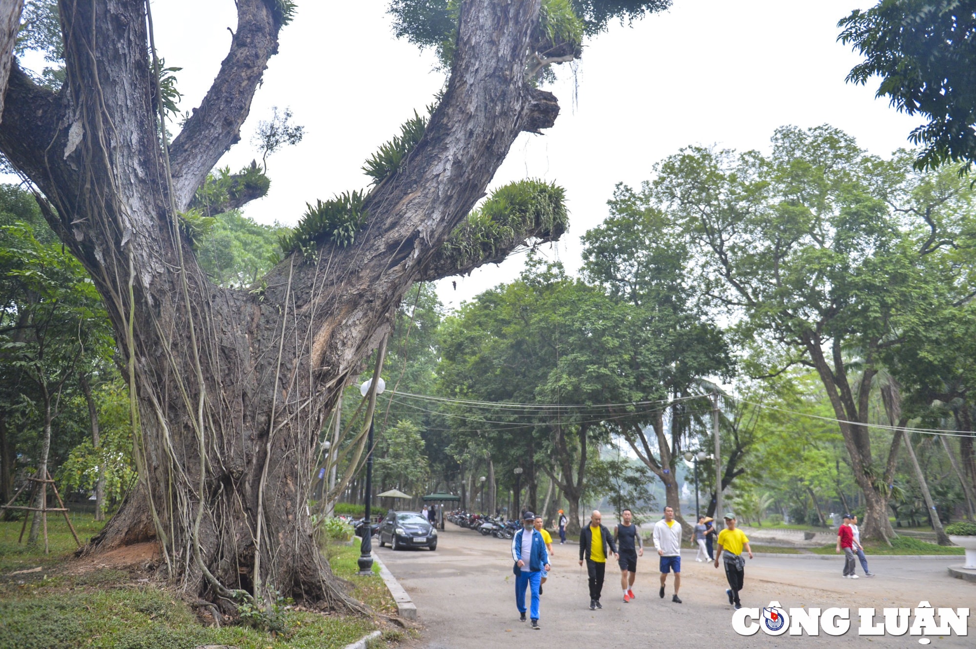 ha noi nhieu cay co thu hon 100 tuoi chet kho o cong vien bach thao hinh 1