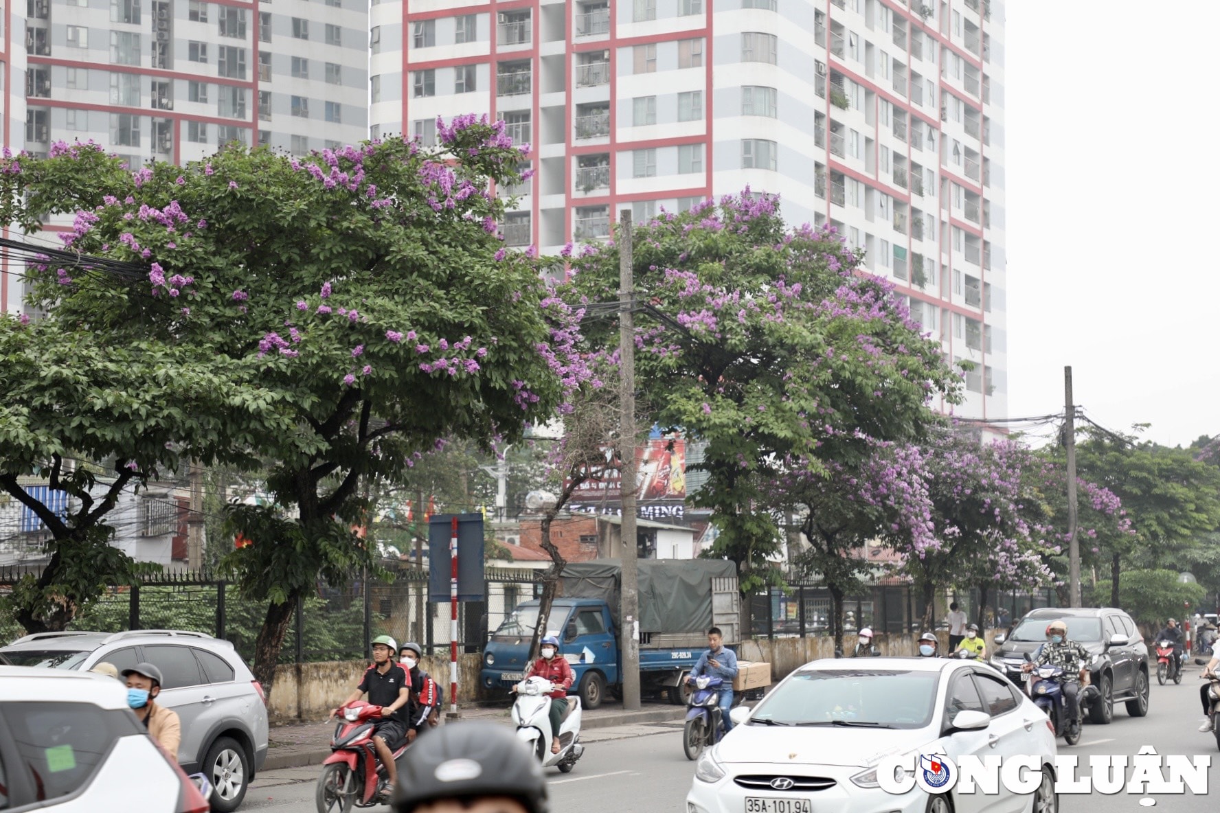 hoa bang lang dua nhau khoe sac tim khap duong pho thu do ha noi hinh 1