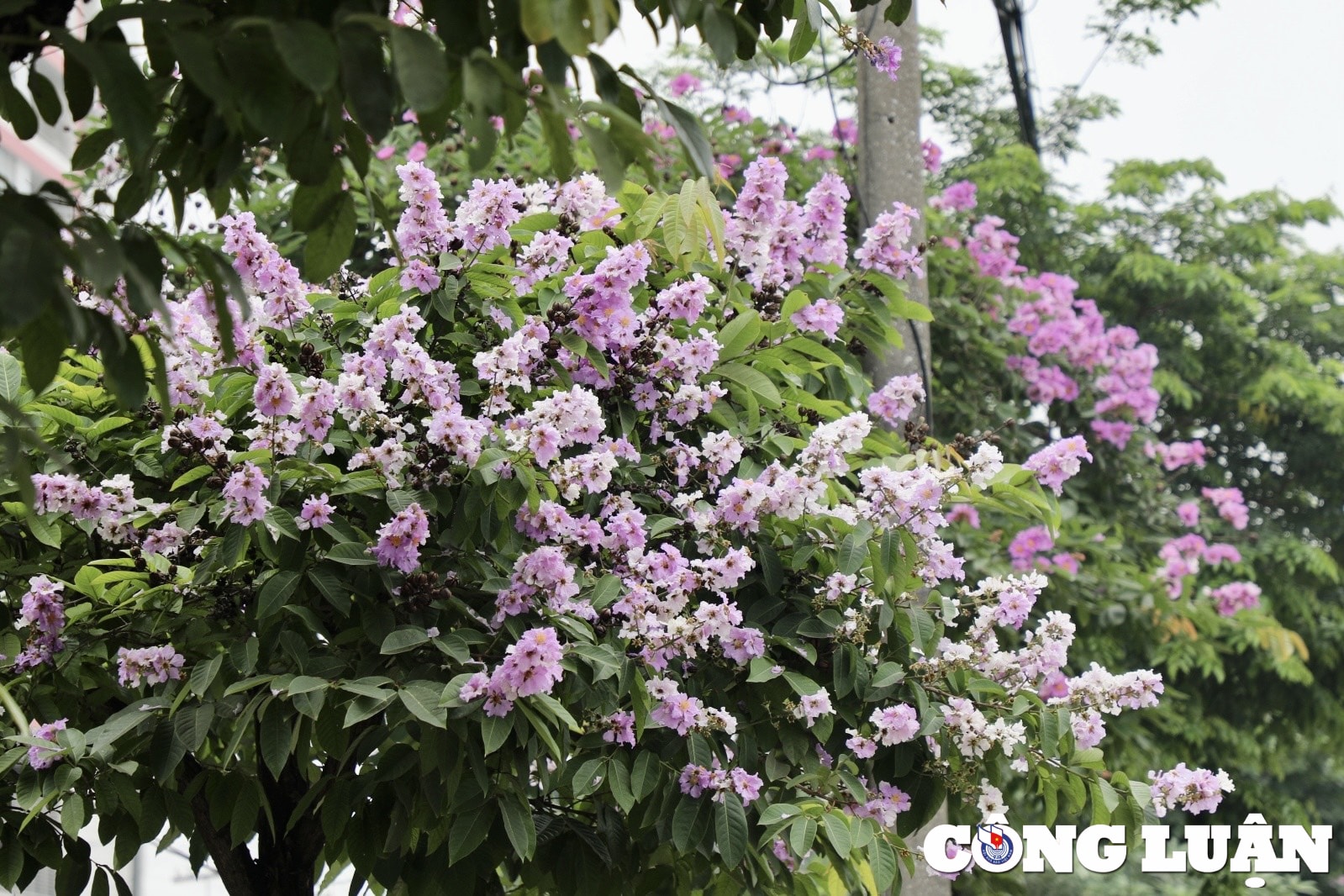 hoa bang lang dua nhau khoe sac tim khap duong pho thu do ha noi hinh 3