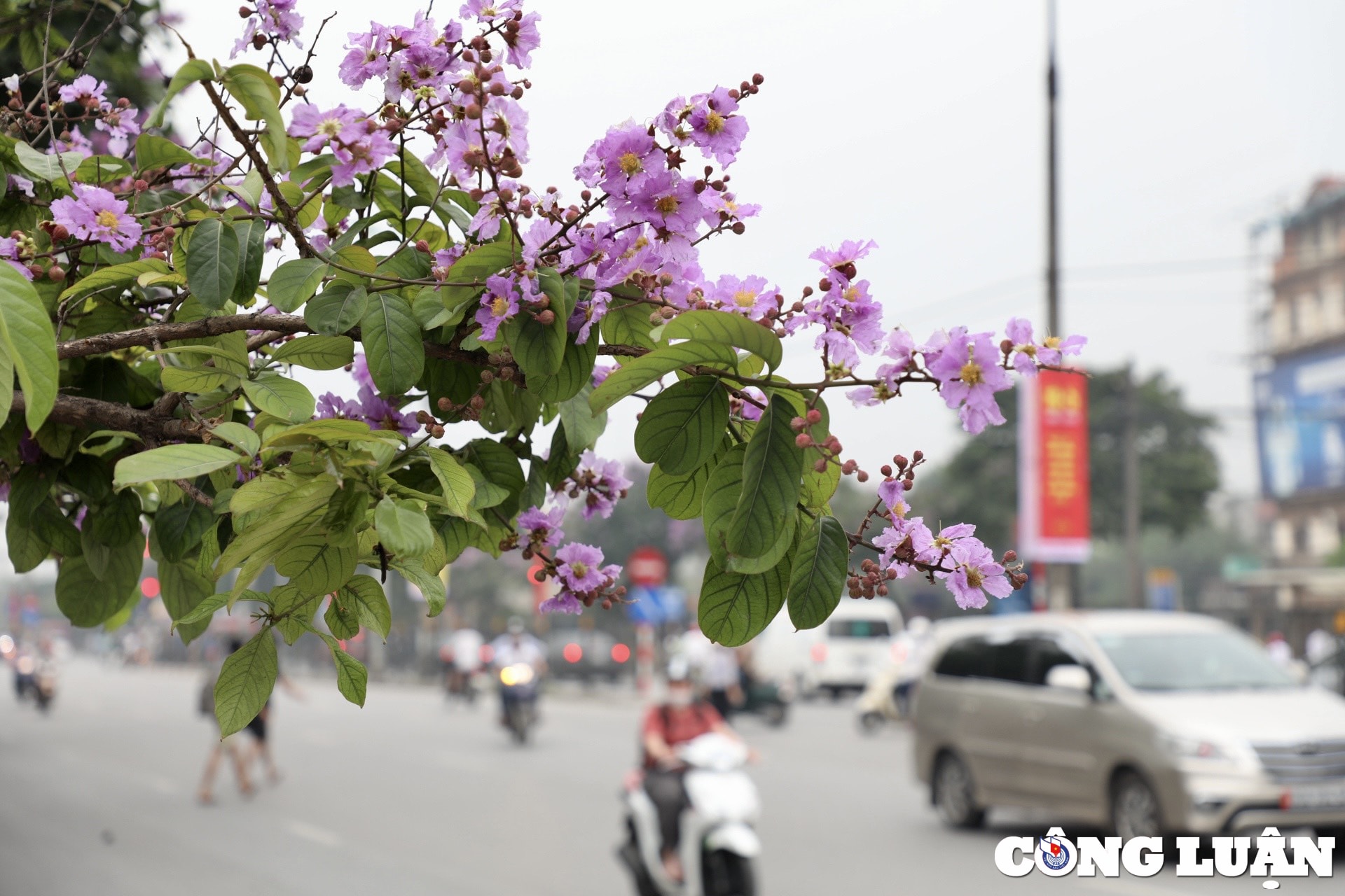 hoa bang lang dua nhau khoe sac tim khap duong pho thu do ha noi hinh 2
