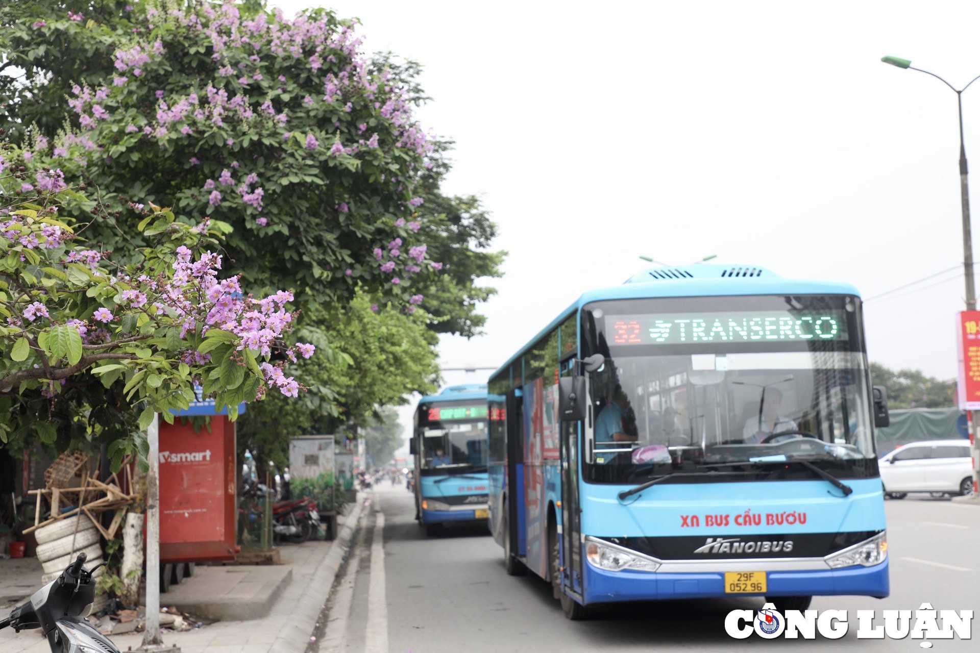 hoa bang lang dua nhau khoe sac tim khap duong pho thu do ha noi hinh 6