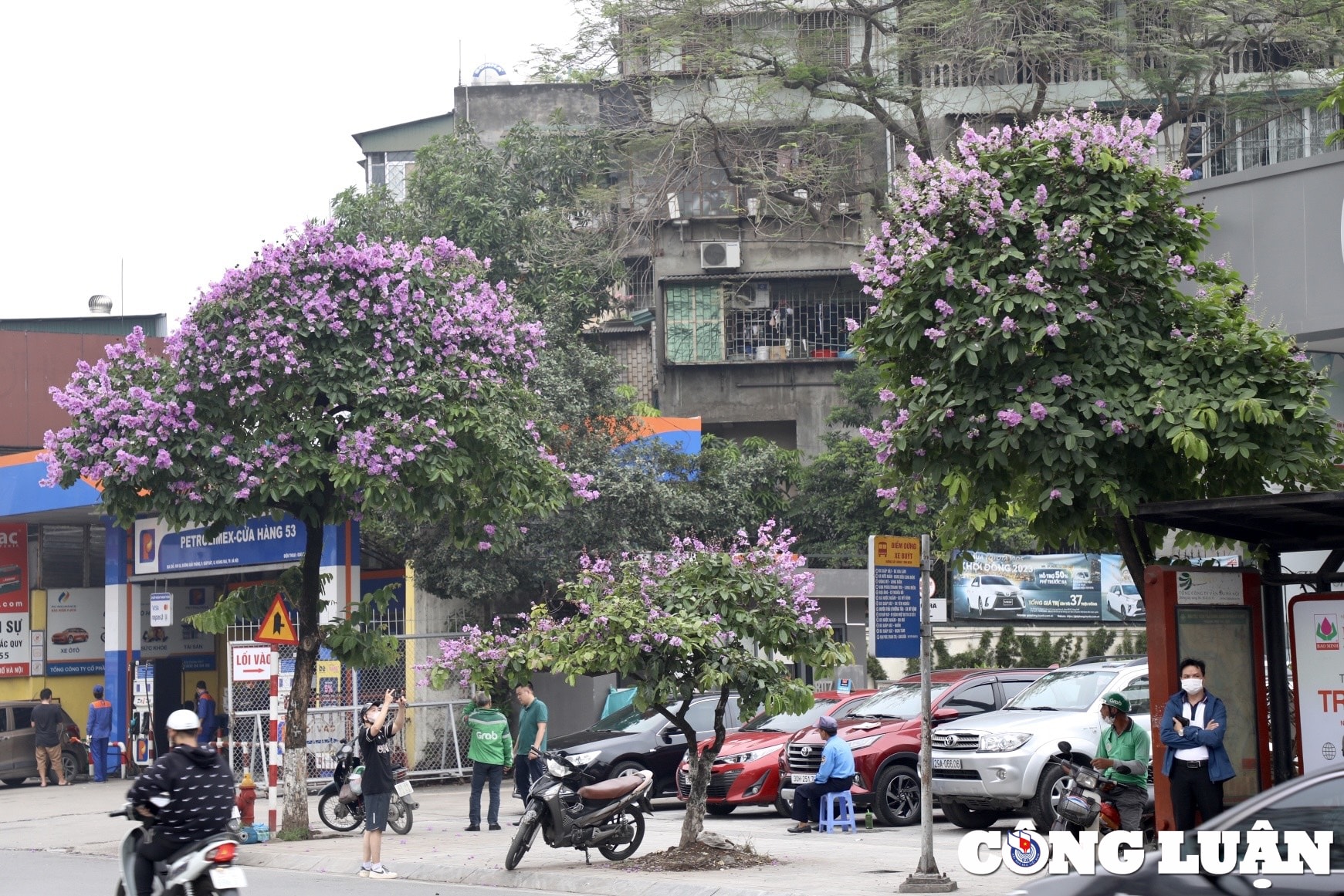 hoa bang lang dua nhau khoe sac tim khap duong pho thu do ha noi hinh 5