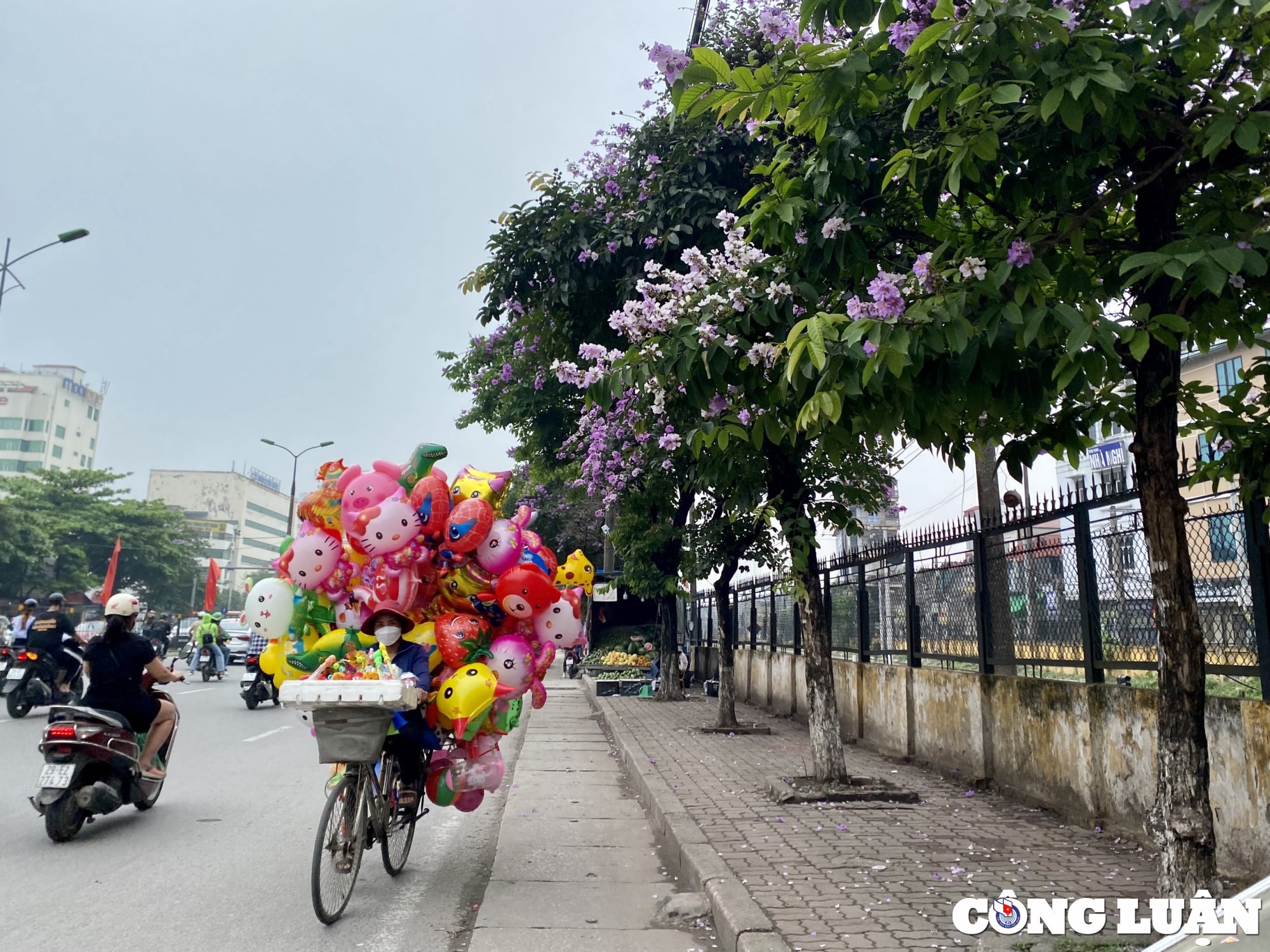 hoa bang lang dua nhau khoe sac tim khap duong pho thu do ha noi hinh 11