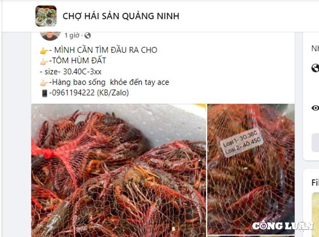 bi cam kinh doanh tom hum dat van duoc rao ban day cho mang hinh 1