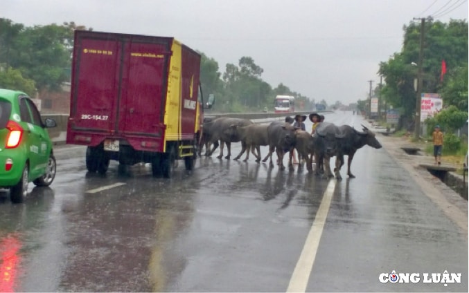 ha tinh buc xuc voi tinh trang trau bo ngang nhien di lai tren duong giao thong hinh 2