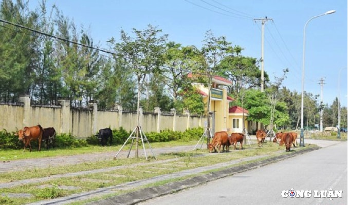 ha tinh buc xuc voi tinh trang trau bo ngang nhien di lai tren duong giao thong hinh 3