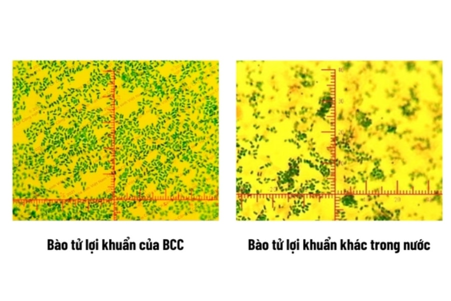 bcc va hanh trinh 22 nam vi su menh sach va ben vung cua cong dong hinh 6