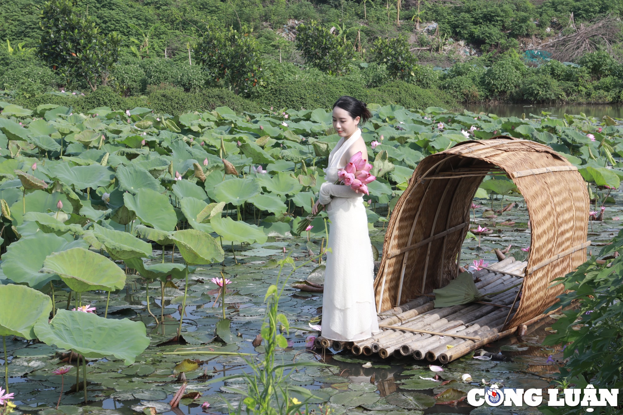 chiem nguong dam sen lau nam no ro giua long thu do ha noi hinh 14