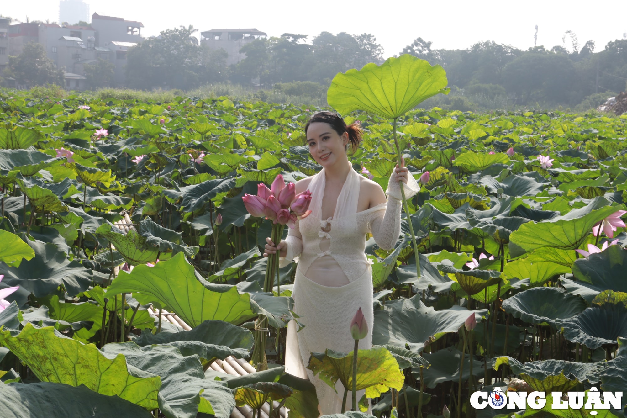 chiem nguong dam sen lau nam no ro giua long thu do ha noi hinh 13