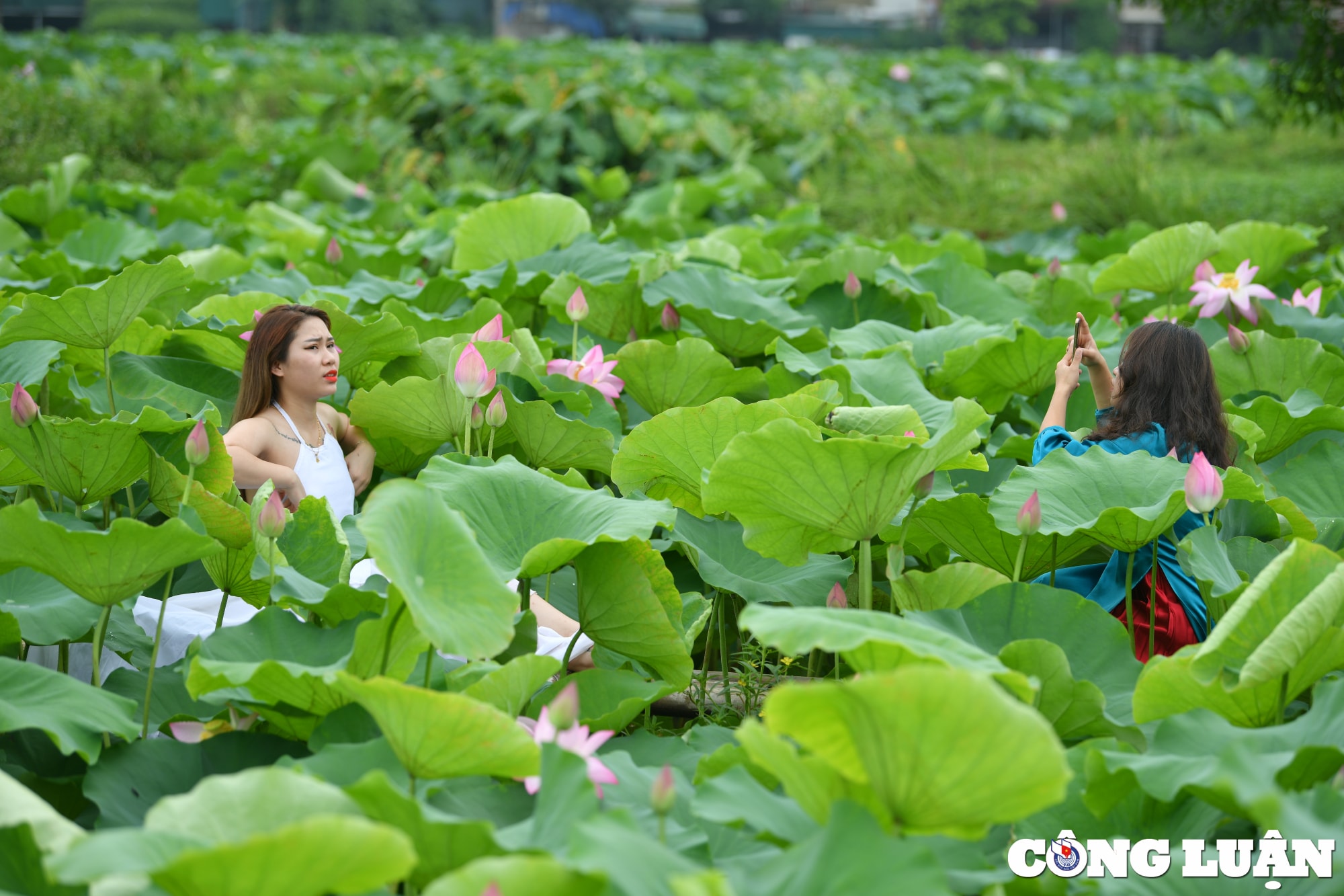 chiem nguong dam sen lau nam no ro giua long thu do ha noi hinh 10