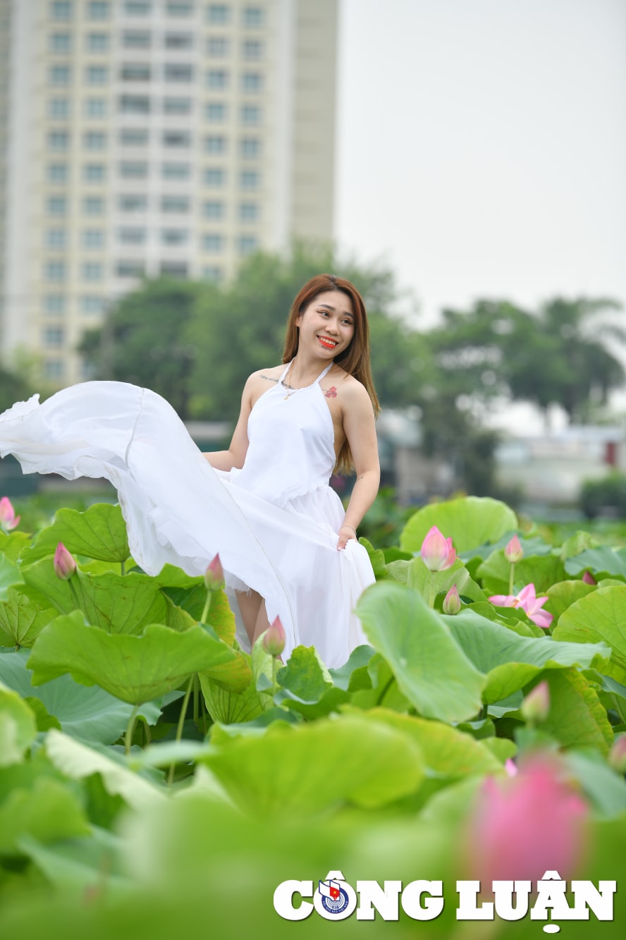 chiem nguong dam sen lau nam no ro giua long thu do ha noi hinh 7