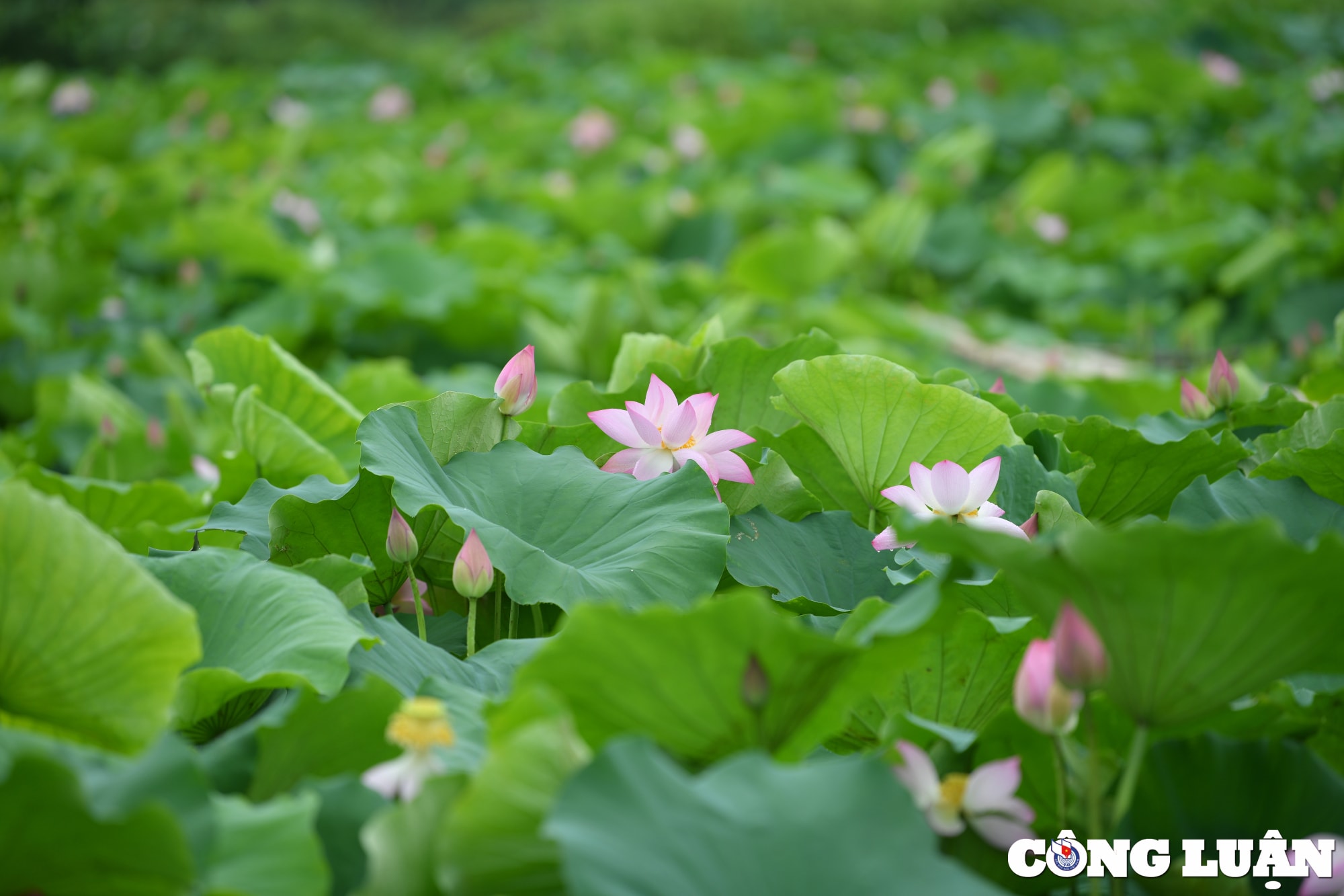 chiem nguong dam sen lau nam no ro giua long thu do ha noi hinh 2