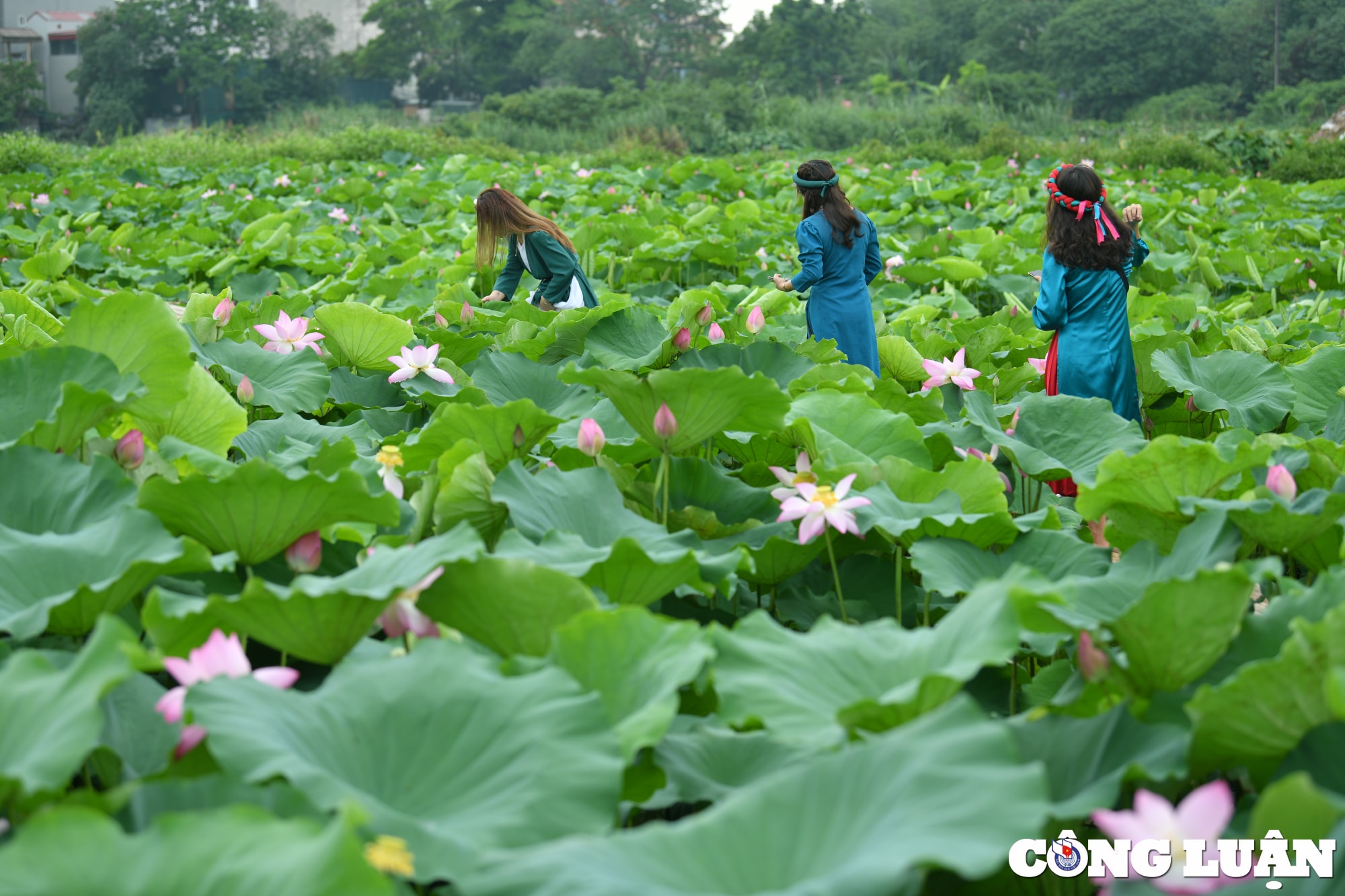 chiem nguong dam sen lau nam no ro giua long thu do ha noi hinh 1