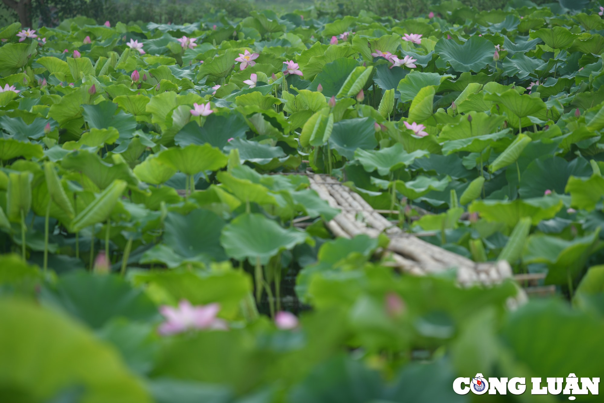 chiem nguong dam sen lau nam no ro giua long thu do ha noi hinh 5