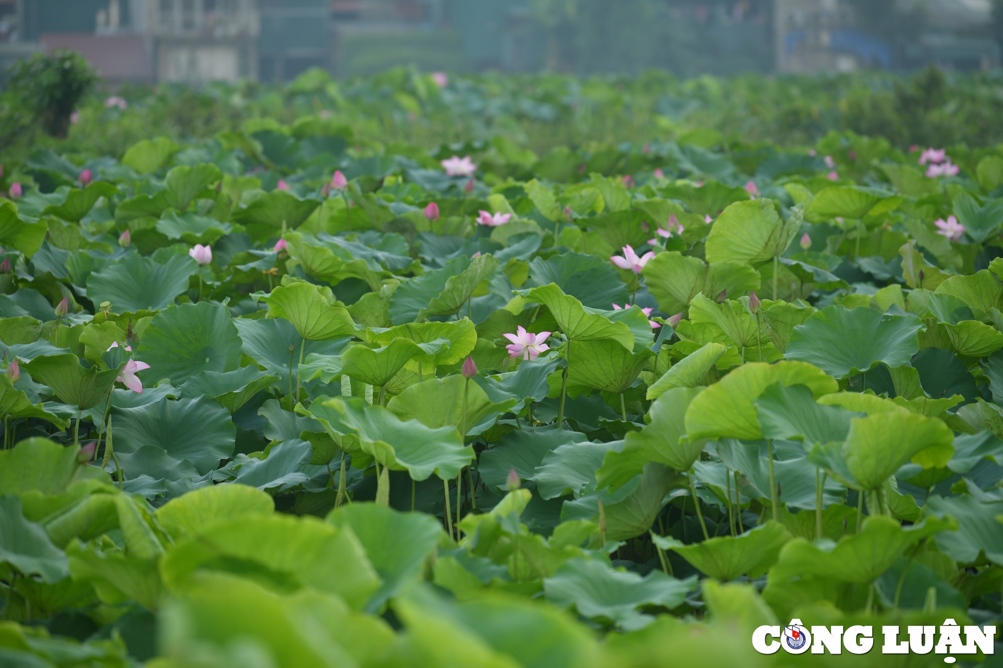 chiem nguong dam sen lau nam no ro giua long thu do ha noi hinh 9