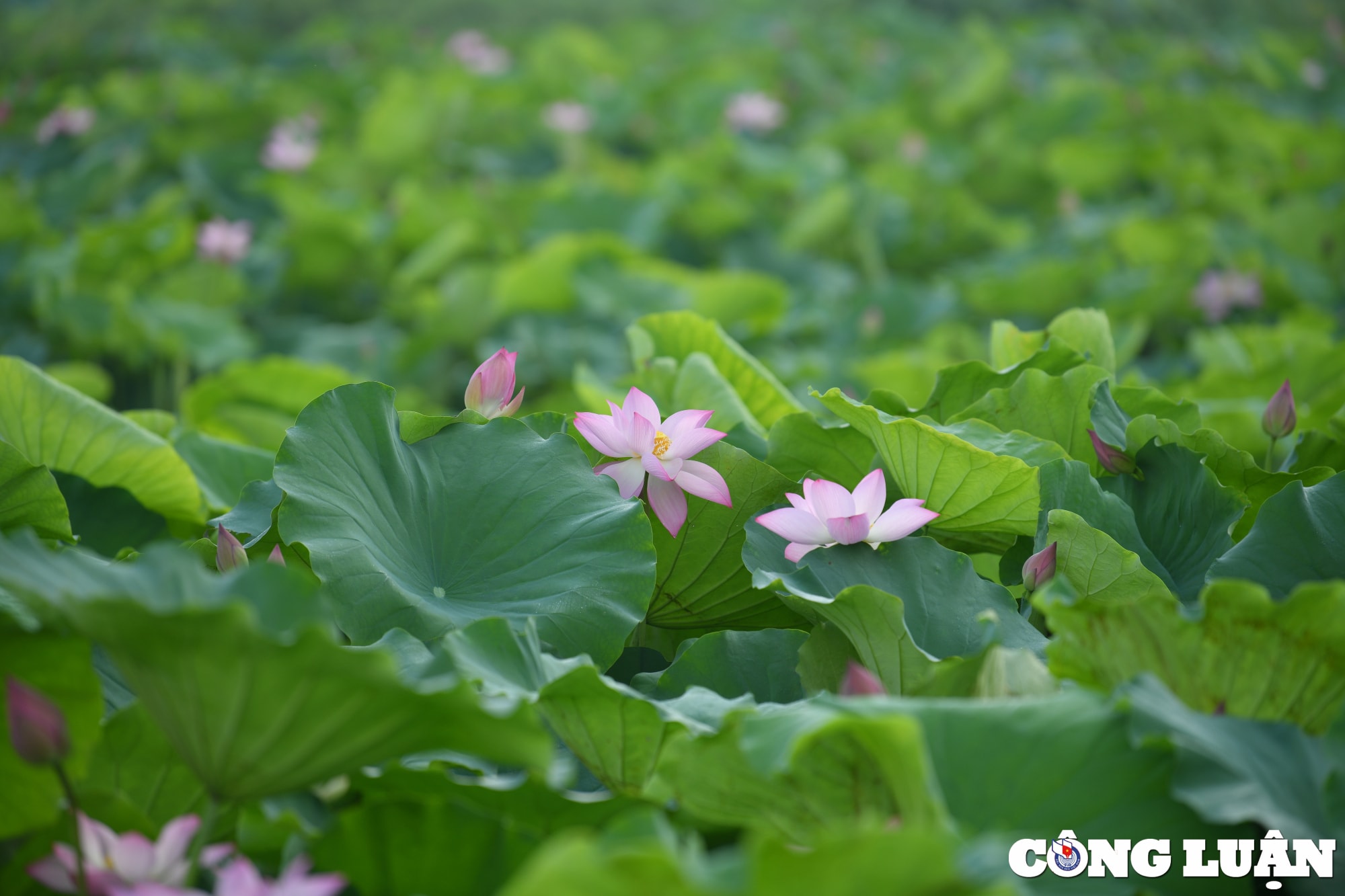 chiem nguong dam sen lau nam no ro giua long thu do ha noi hinh 15