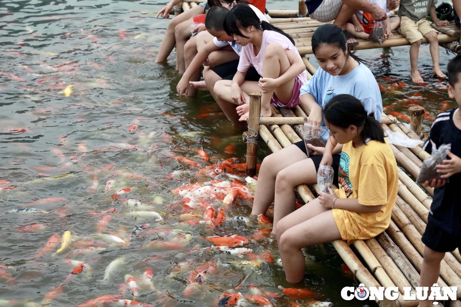 gioi tre ha noi thich thu vui dua voi hang nghin chu ca koi tuyet dep o ho tay hinh 4