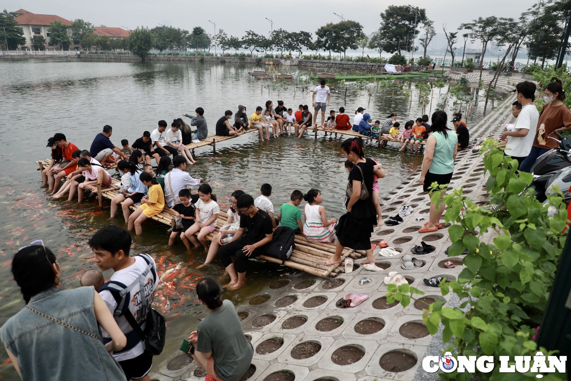 gioi tre ha noi thich thu vui dua voi hang nghin chu ca koi tuyet dep o ho tay hinh 11