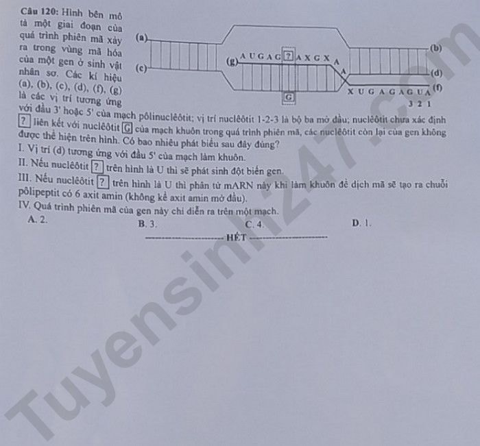 de thi tot nghiep thpt 2023 mon sinh hoc ma de 205 hinh 6