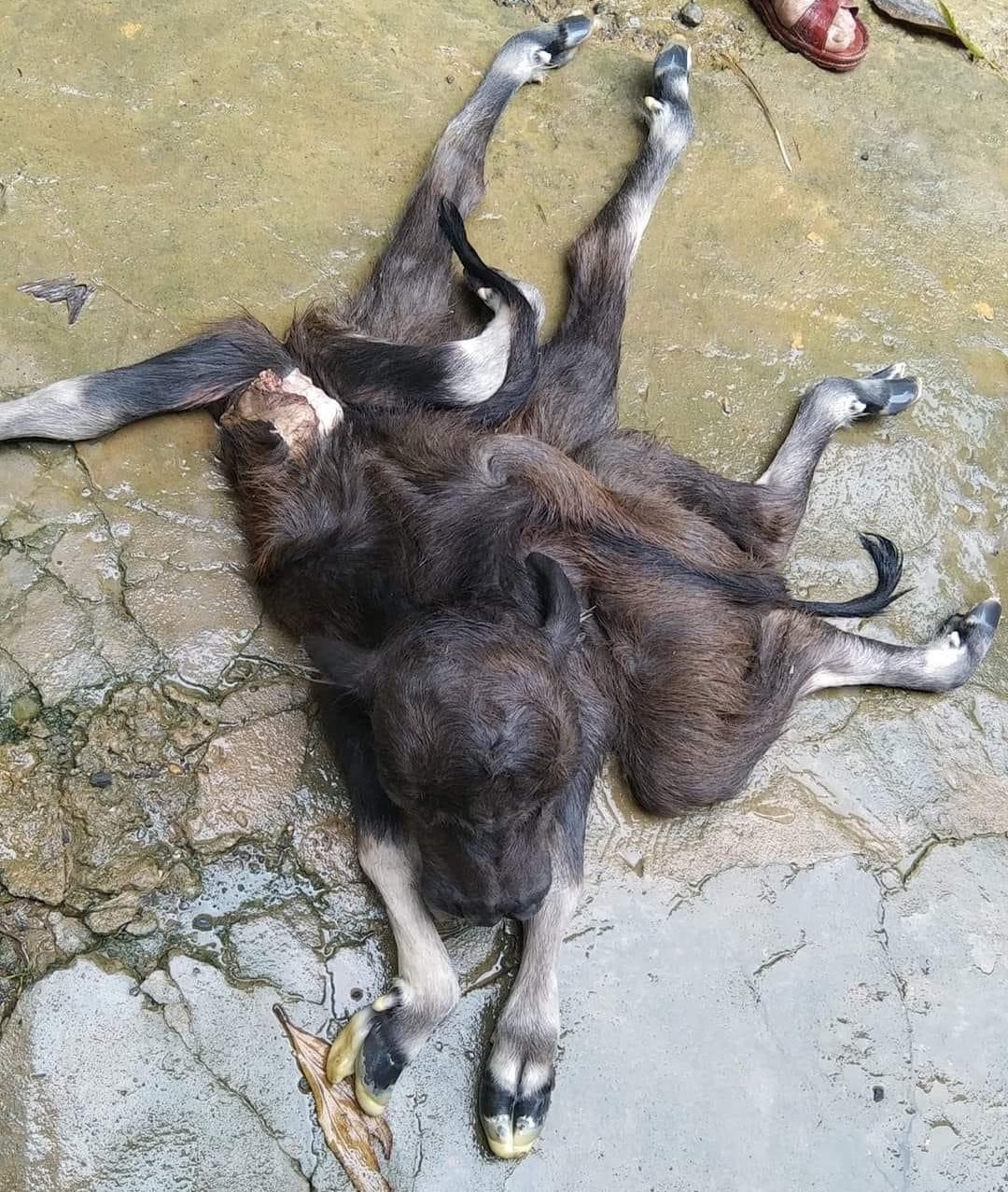 thanh hoa ky la nghe con sinh ra co 8 chan 2 luoi va 3 mat hinh 1