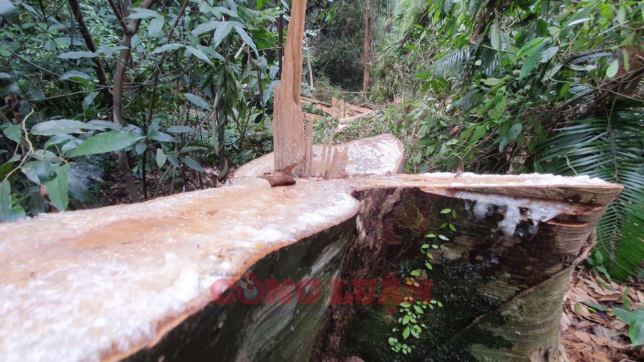 mau rung van chay o xu thanh hinh 3