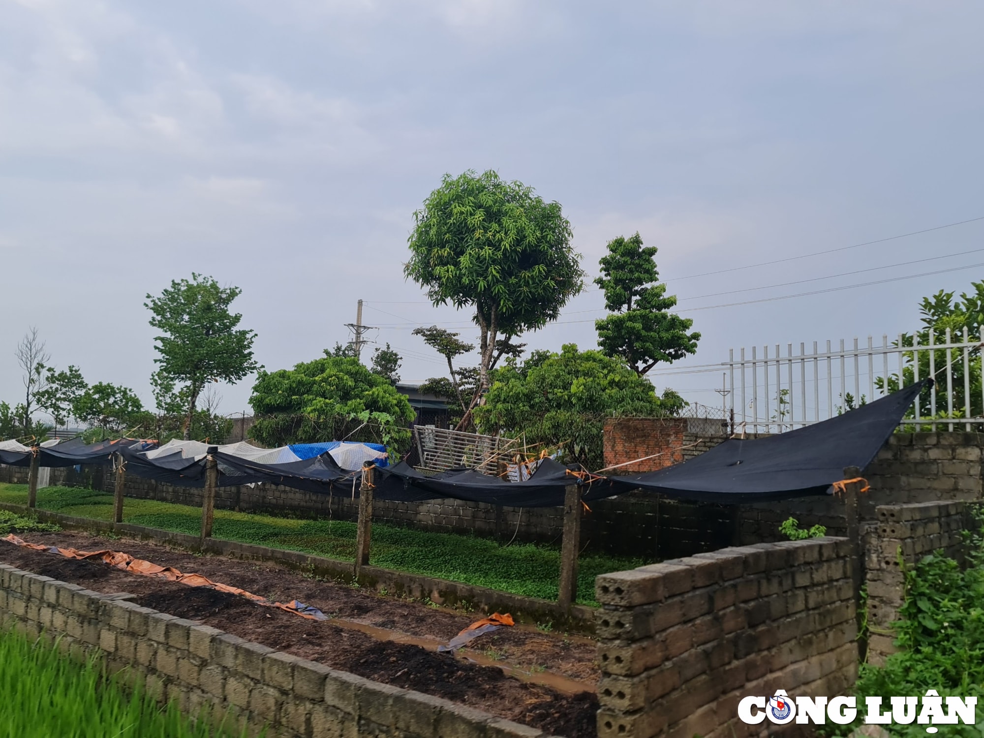 ung hoa ha noi vi pham tran lan tren dat nong nghiep ubnd xa hoa nam chua xu ly dut diem hinh 3